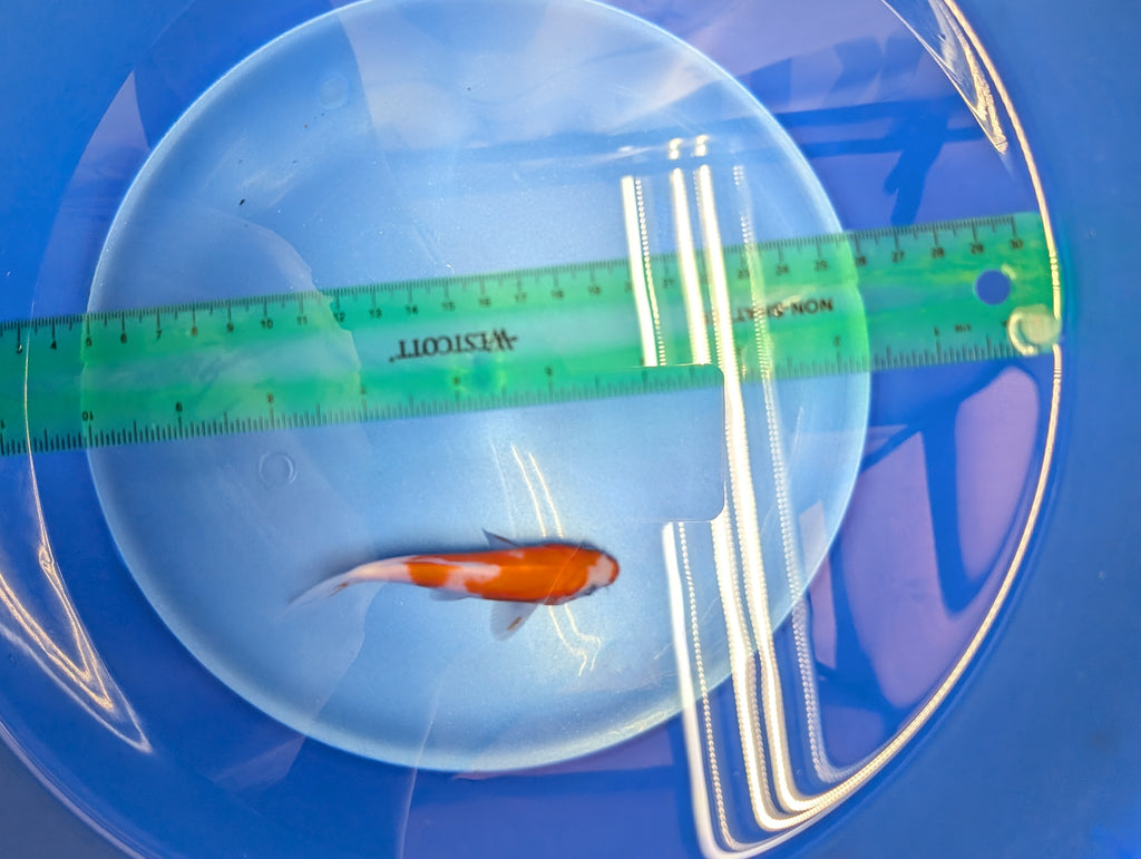 Kohaku Koi  4"in. ID#806BFK-023
