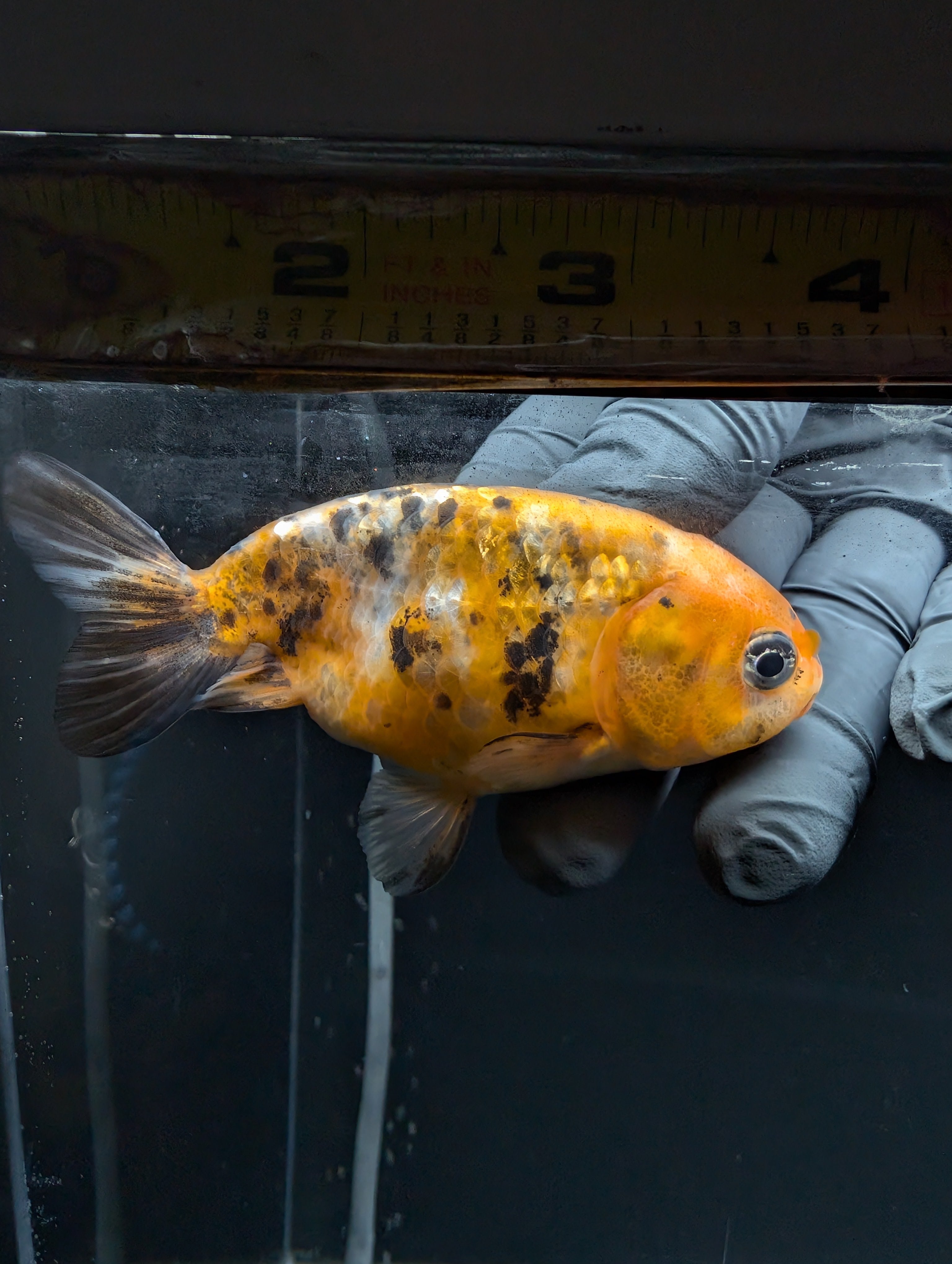 Ranchu Calico 3"-3.5" in. ID#529R13A-062