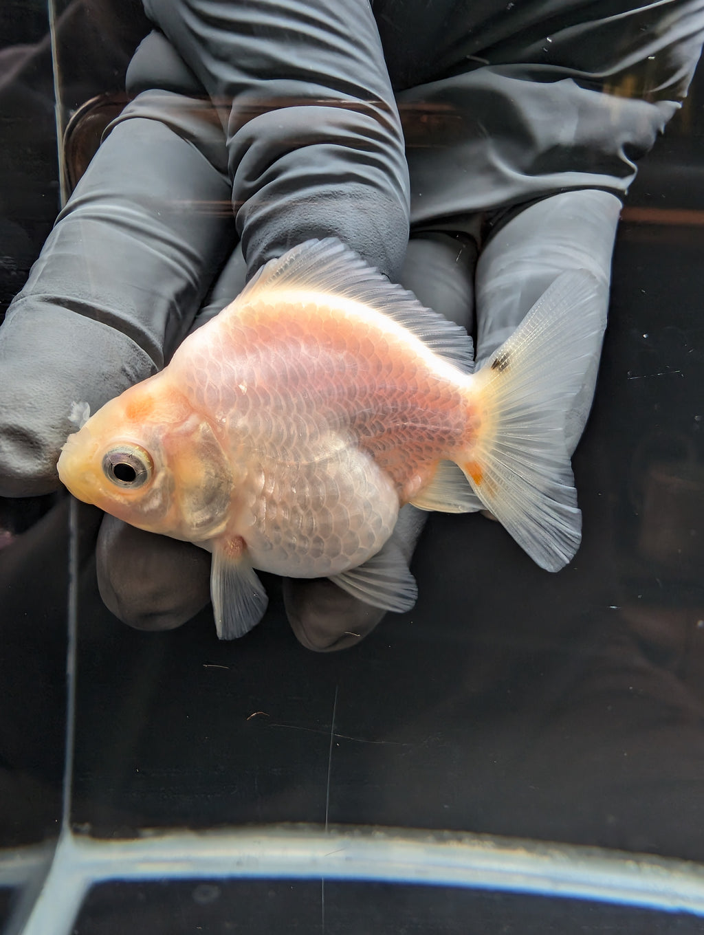 Baby Thai Shogun Oranda White 2"-2.5" in. ID#1023BSG11A-028