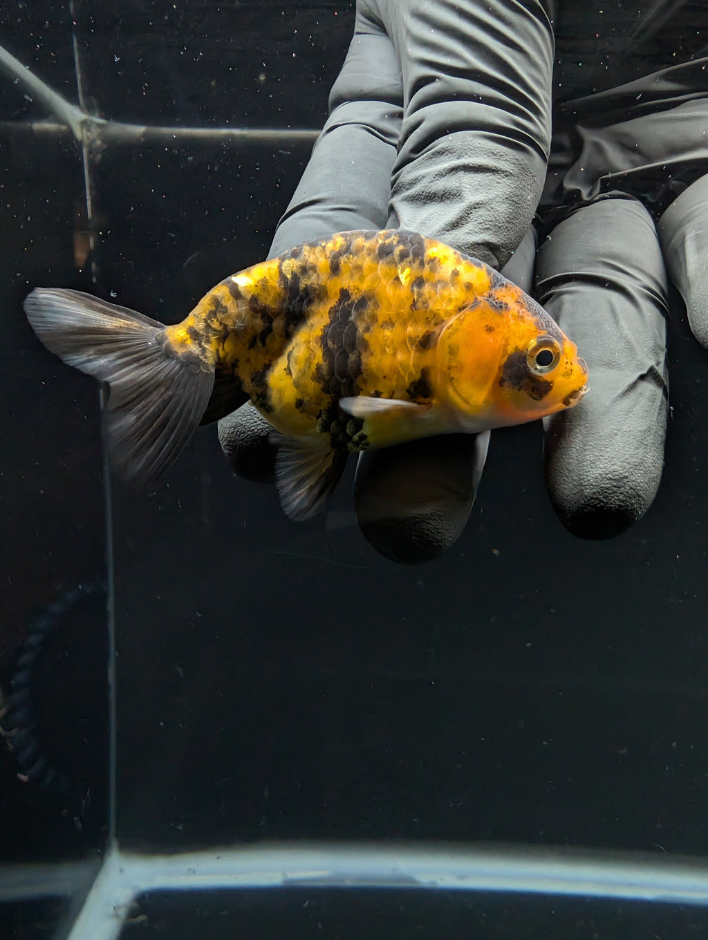 Ranchu Calico 2.5"-3" in. ID#717R4A-013