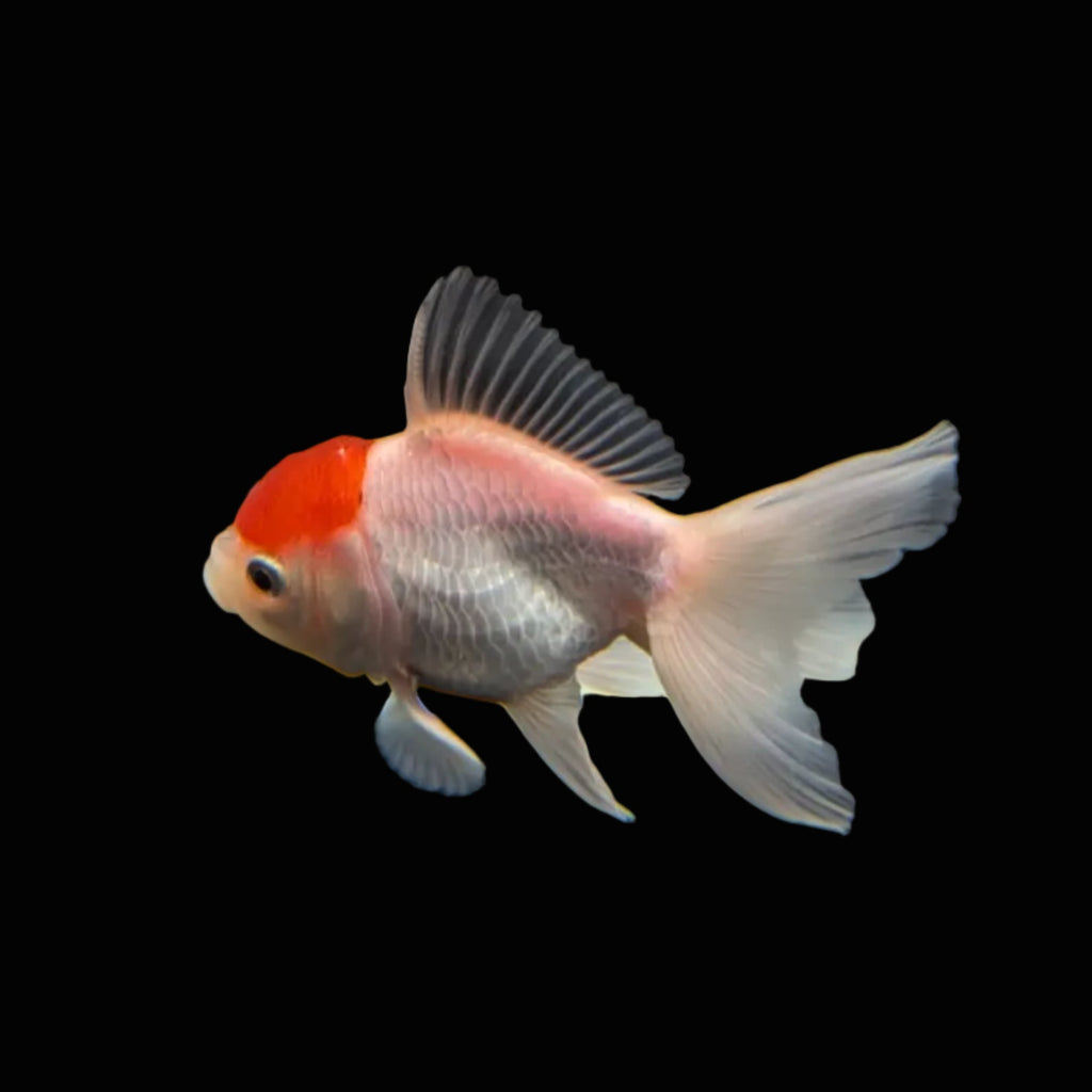 Juvenile Oranda Red Cap  3.5"-4" in.  ID#320T13b-019