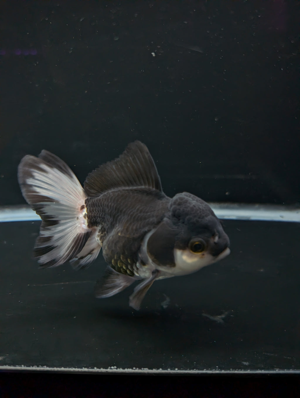 Thai Oranda Panda 4"-4.5"in.  ID#1023T1A-023