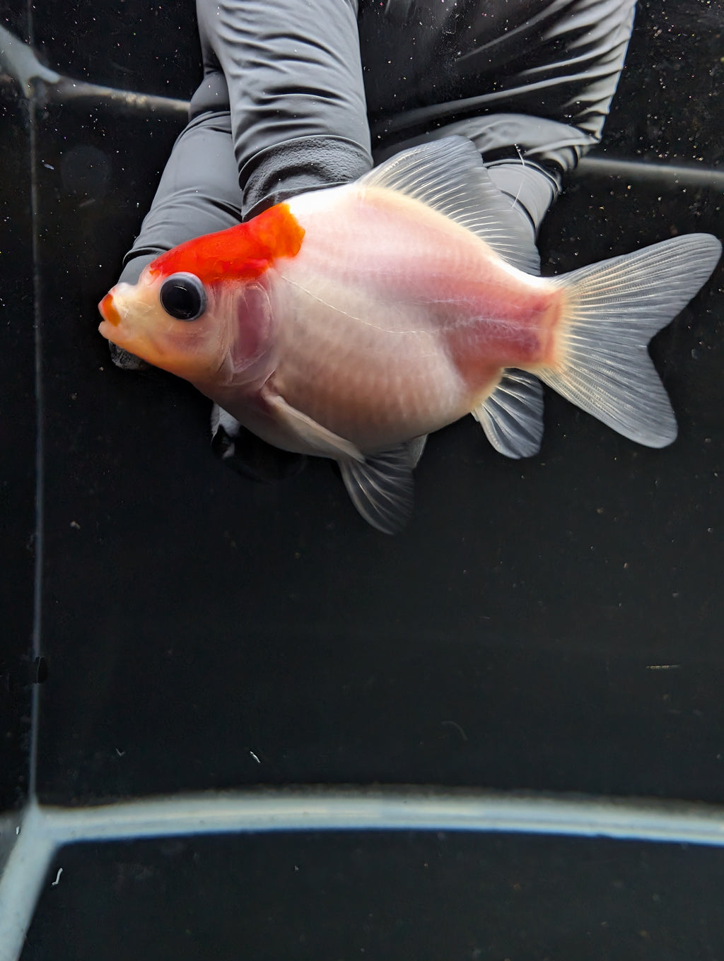 Tamasaba Red White 3"-3.5" in. ID#1009TM1B-002