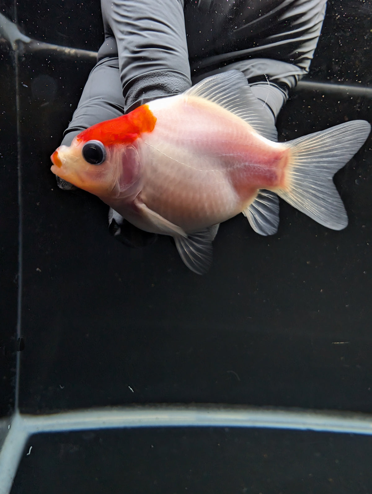 Tamasaba Red White 3"-3.5" in. ID#1009TM1B-002