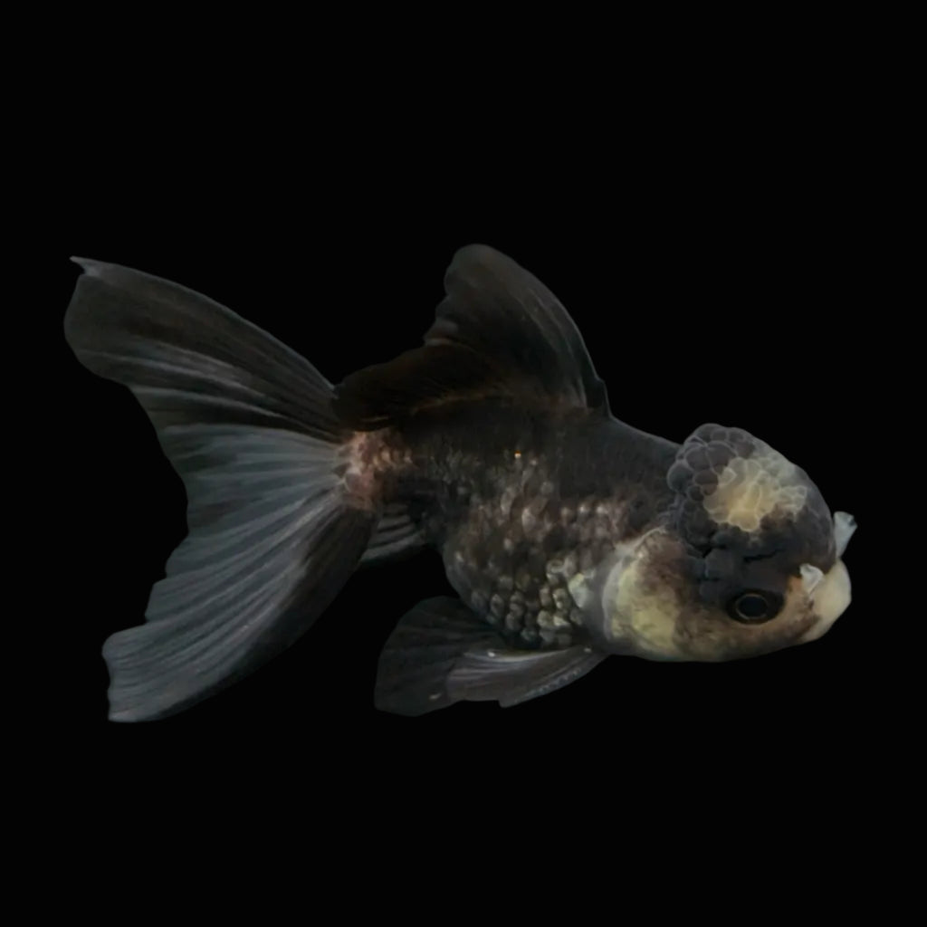 Juvenile Thai Oranda Panda 3"in.  ID#821T1A-023