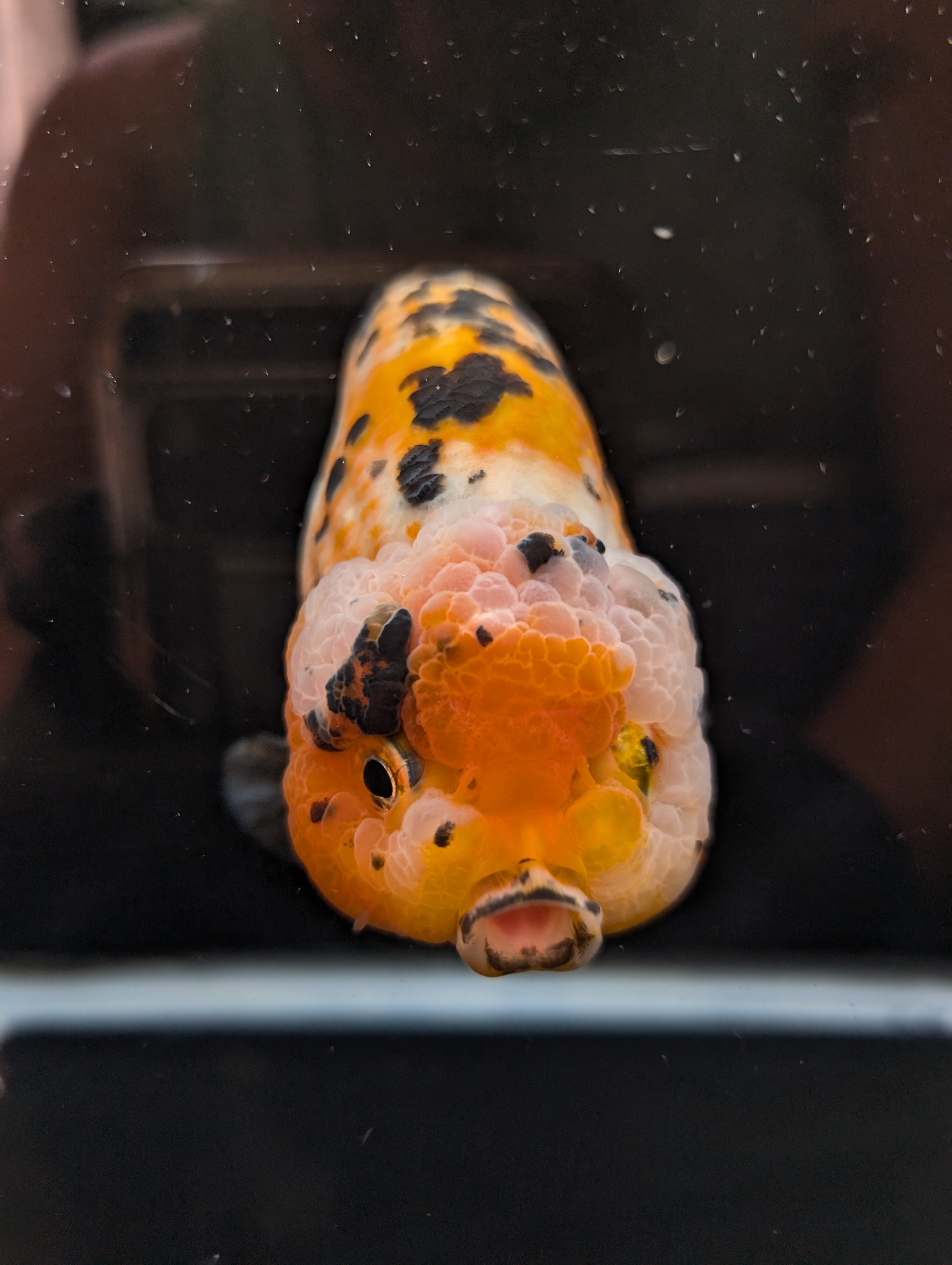 Jumbo Ranchu Calico 4.5"-5" in. ID#821R8A-033