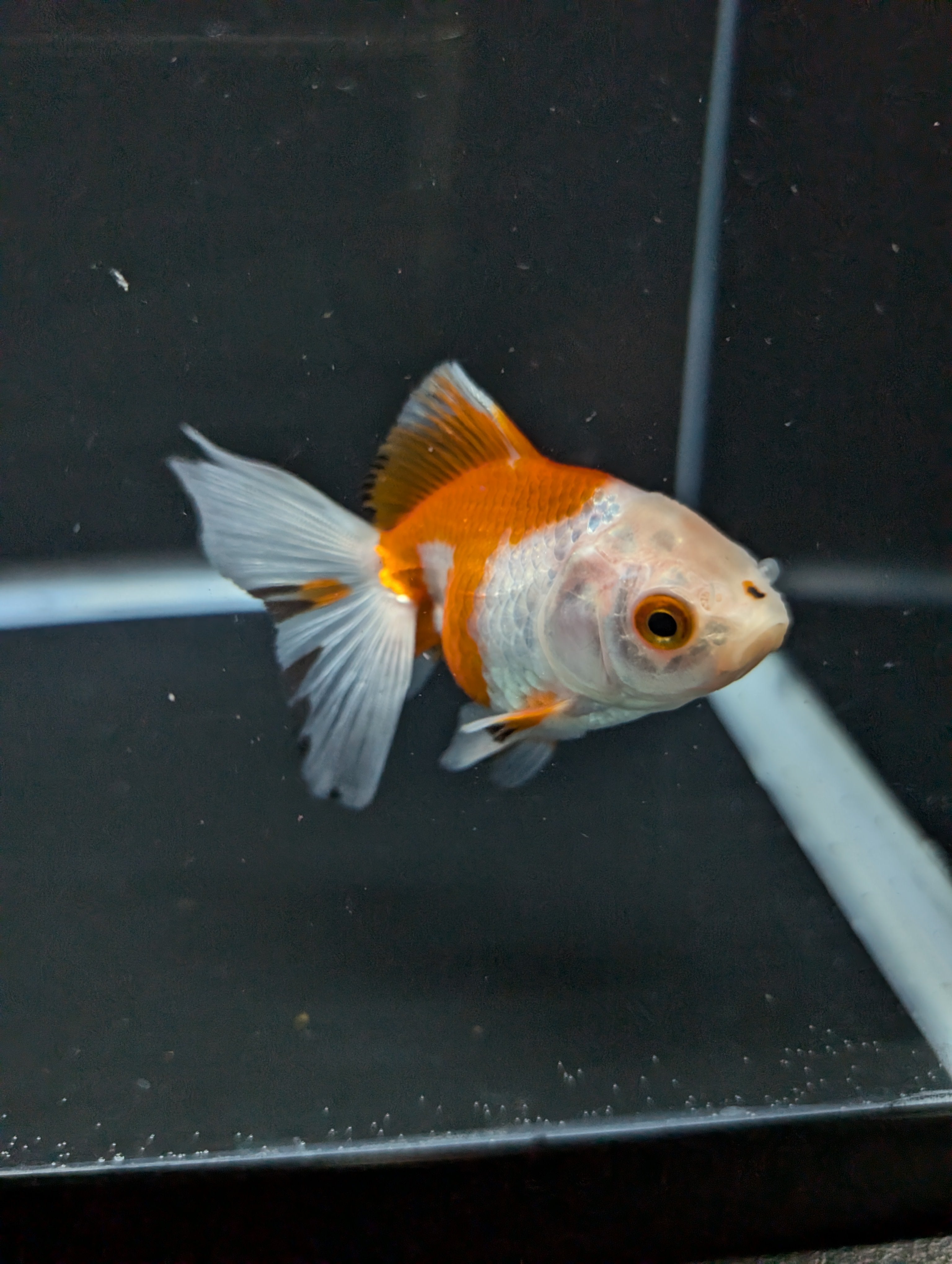 Juvenile Oranda  Red White 3"-3.5"in.  ID#619T1A-007