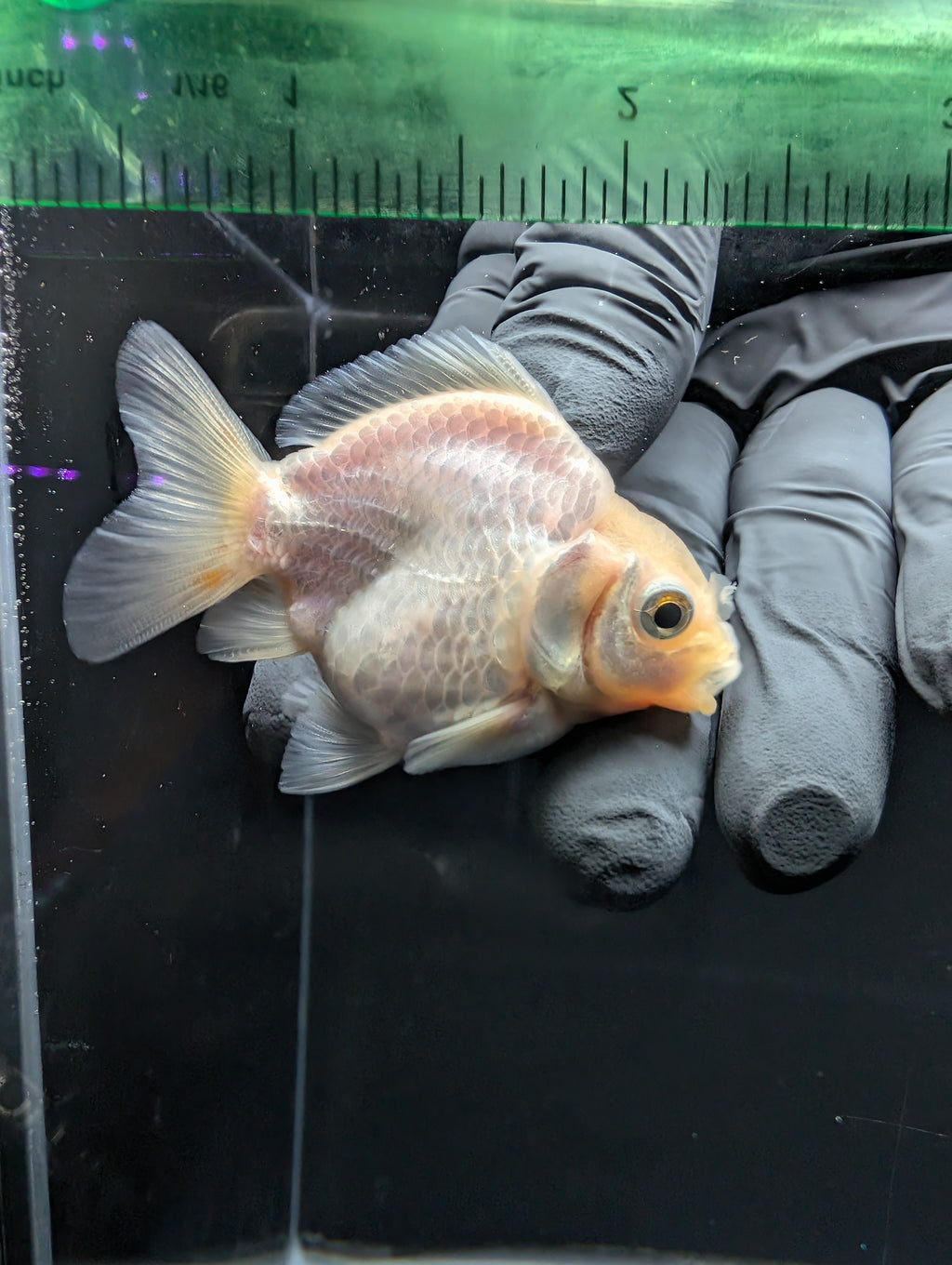 Baby Thai Shogun Oranda White 2"-2.5" in. ID#1016BSG11A-008