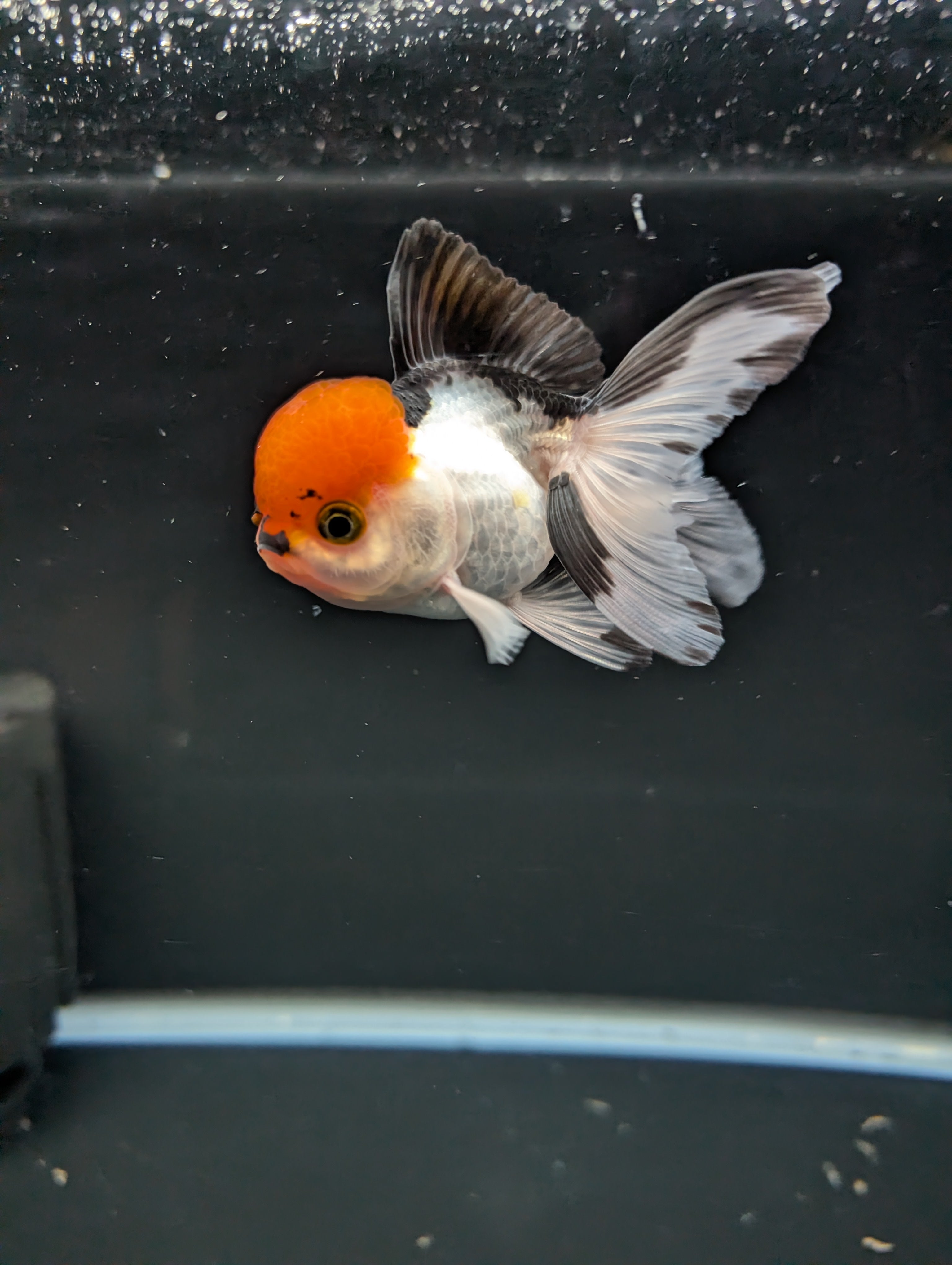 LUIGI *Boss 501 Juvenile Oranda Tricolor 3.5"-4" in.  ID#501T2A-010