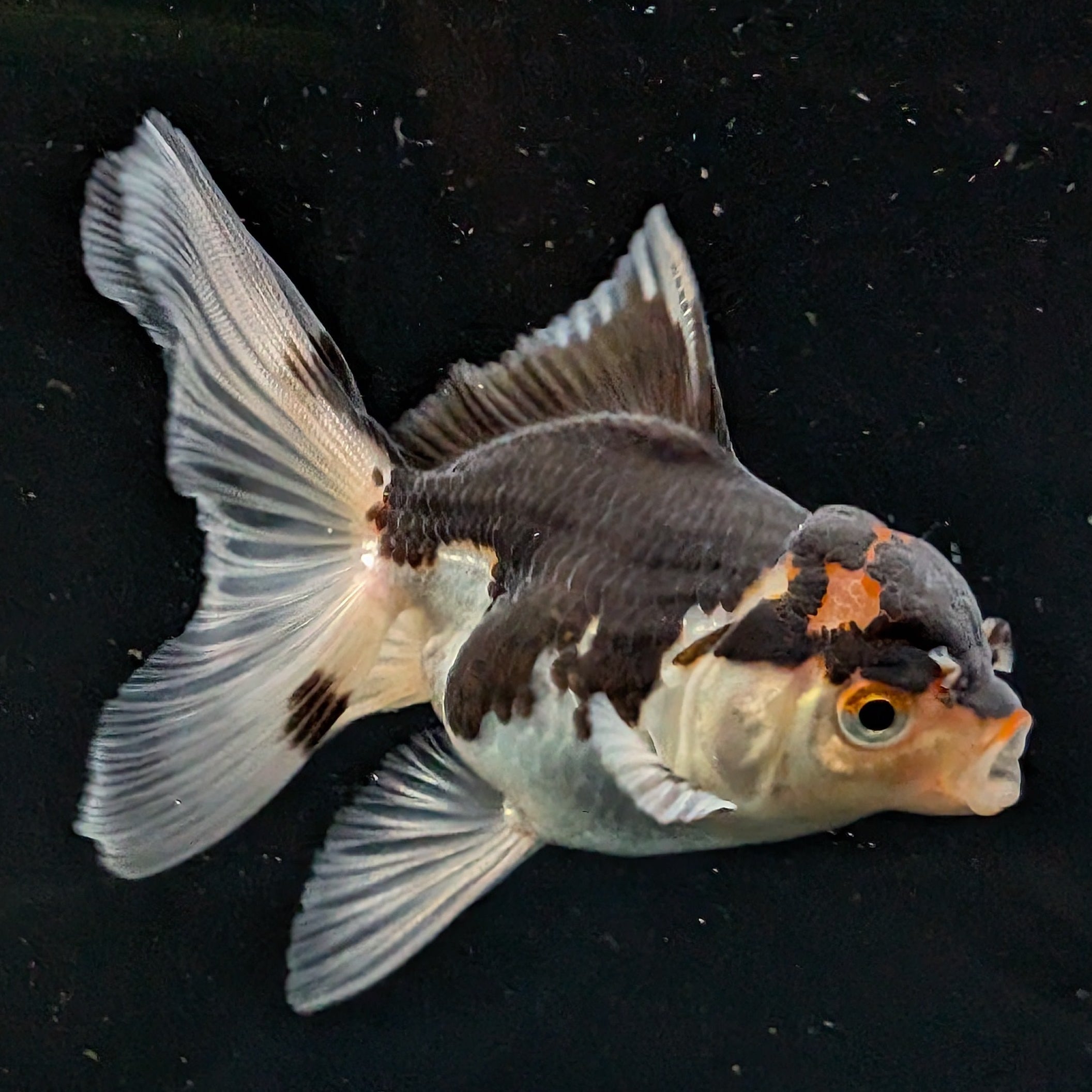 Thai Juvenile Oranda Tricolor 3"-3.5" in.  ID#626T1A-002