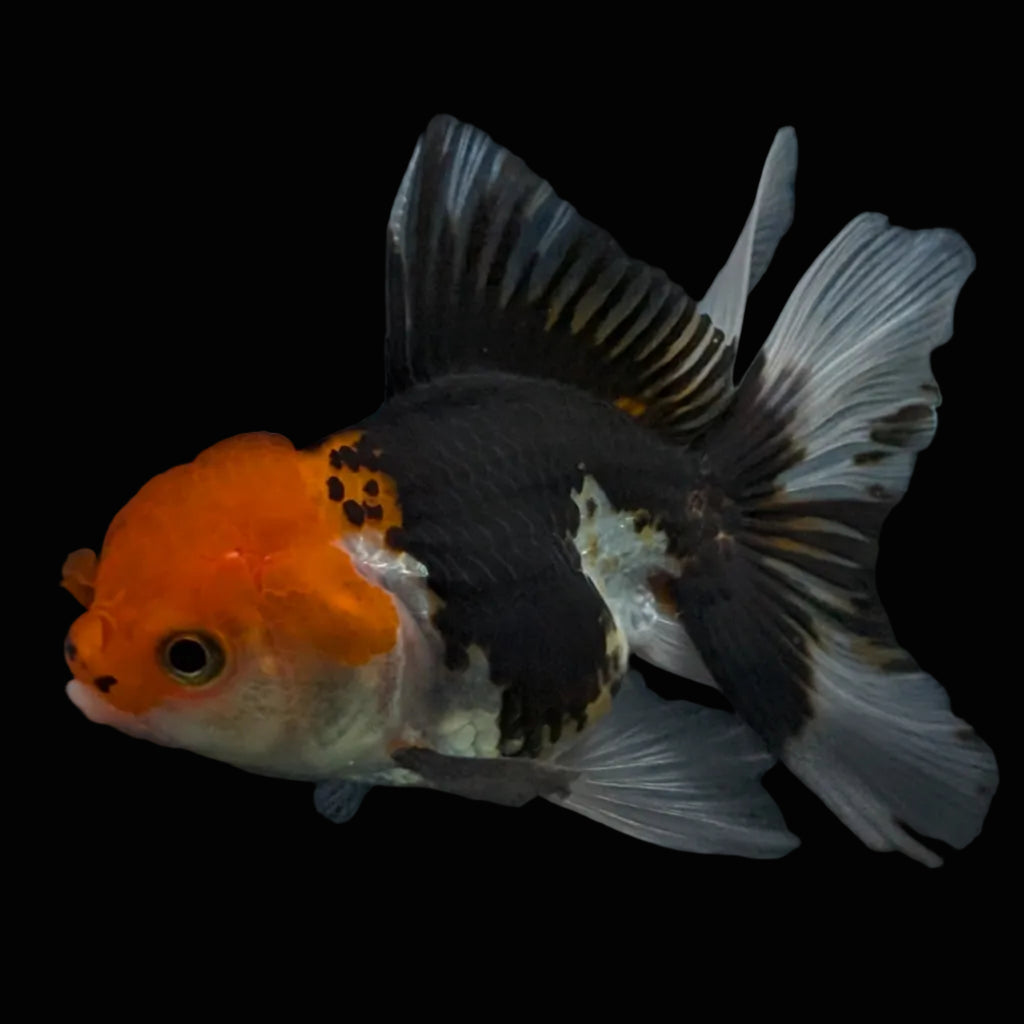 Thai Juvenile Oranda Tricolor 3.5"-4"in.  ID#731T1A-055