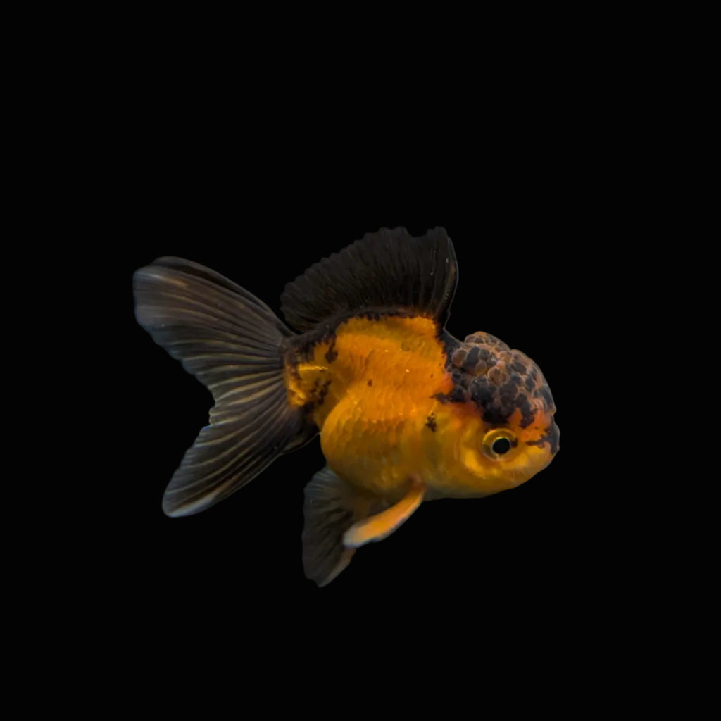 Juvenile Oranda Red Black 3.5"-4" in.  ID#327T13b-035