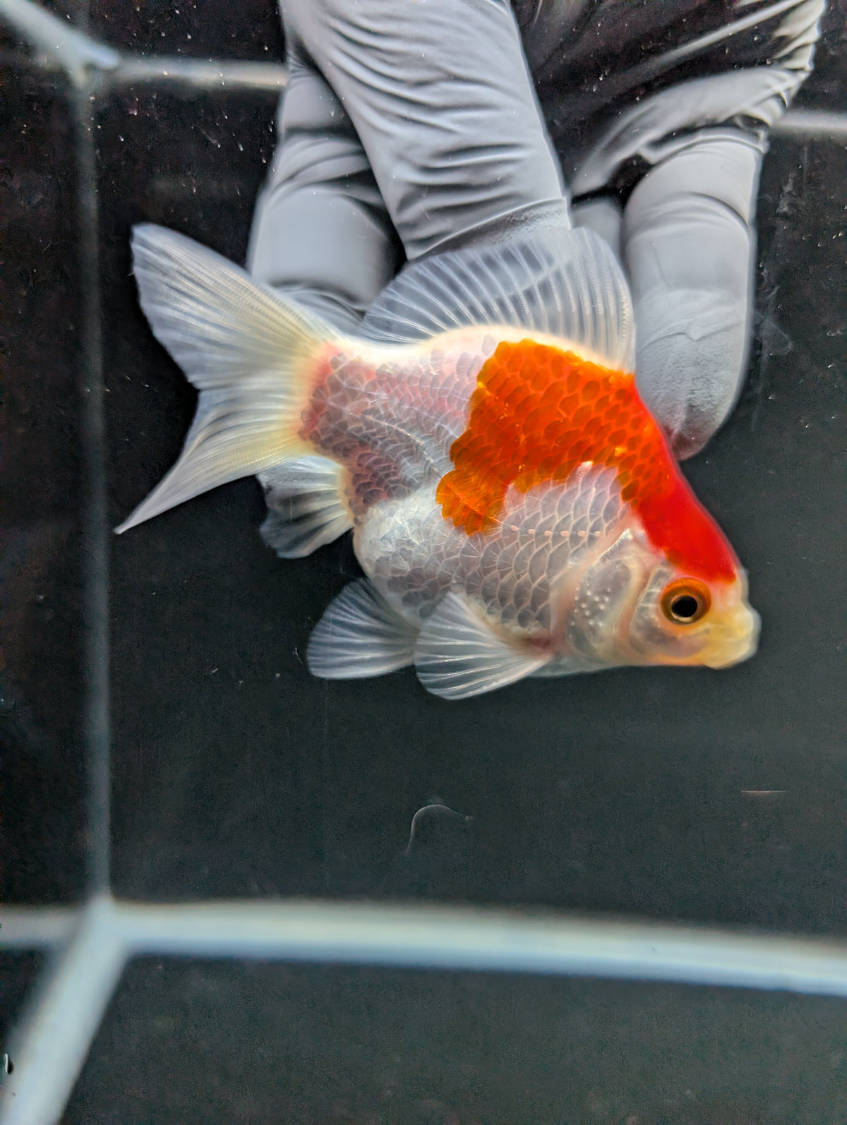 Tamasaba Red White 3"-3.5" in. ID#1009TM1B-007