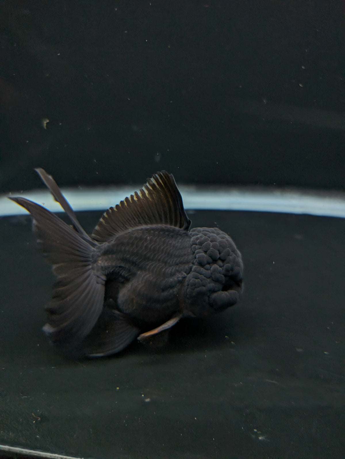 Thai Oranda Godzilla Black 3.5"-4"in.  ID#1023T1A-028