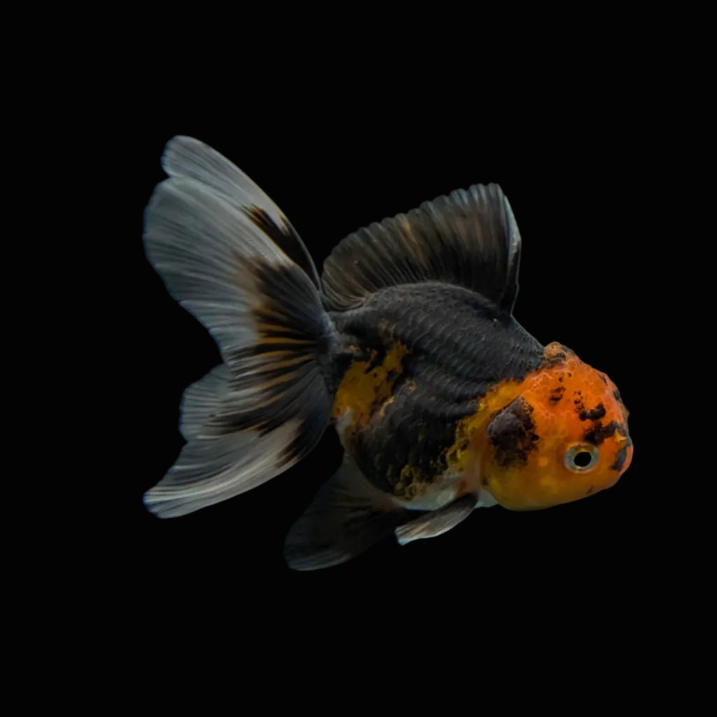 Juvenile Oranda Tricolor 3.5"-4" in.  ID#320T13b-008