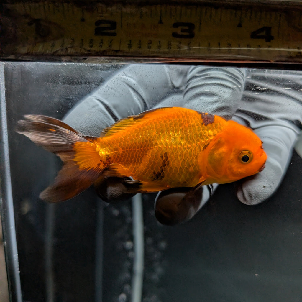 Juvenile Oranda Red Black 3"-3.5"in.  ID#522T1A-001