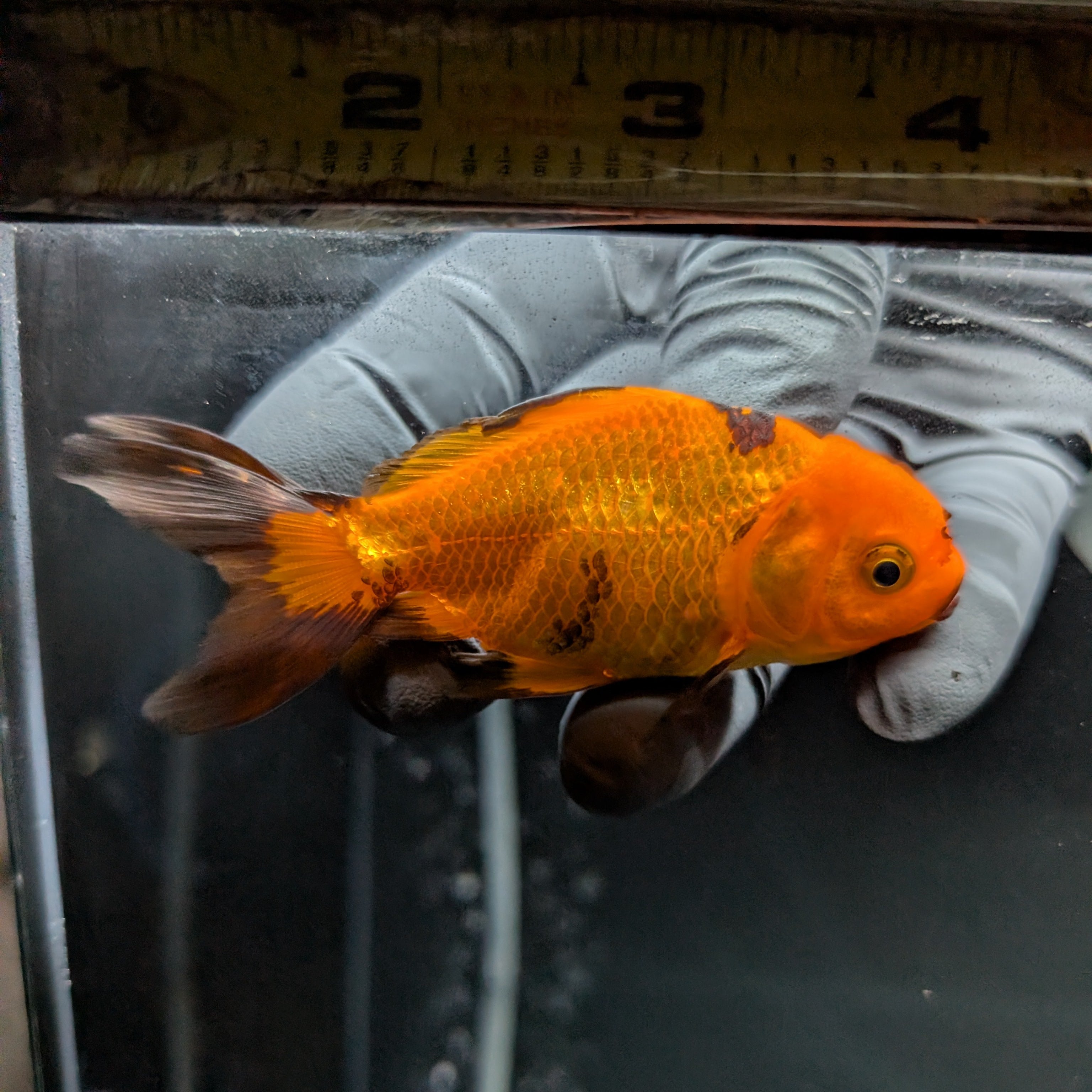 Juvenile Oranda Red Black 3"-3.5"in.  ID#522T1A-001