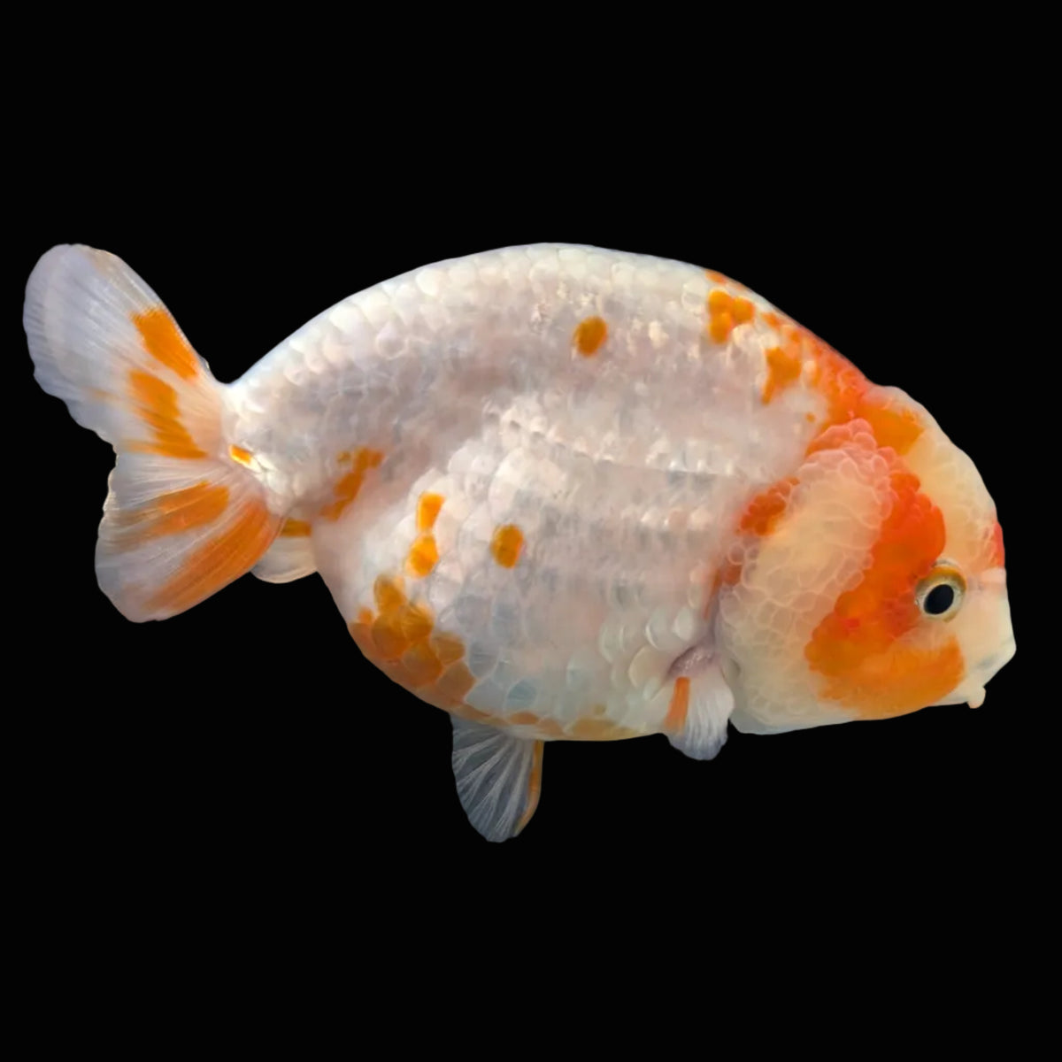 Jumbo Ranchu Sakura 4.5"-5" in. ID#1009R8A-052