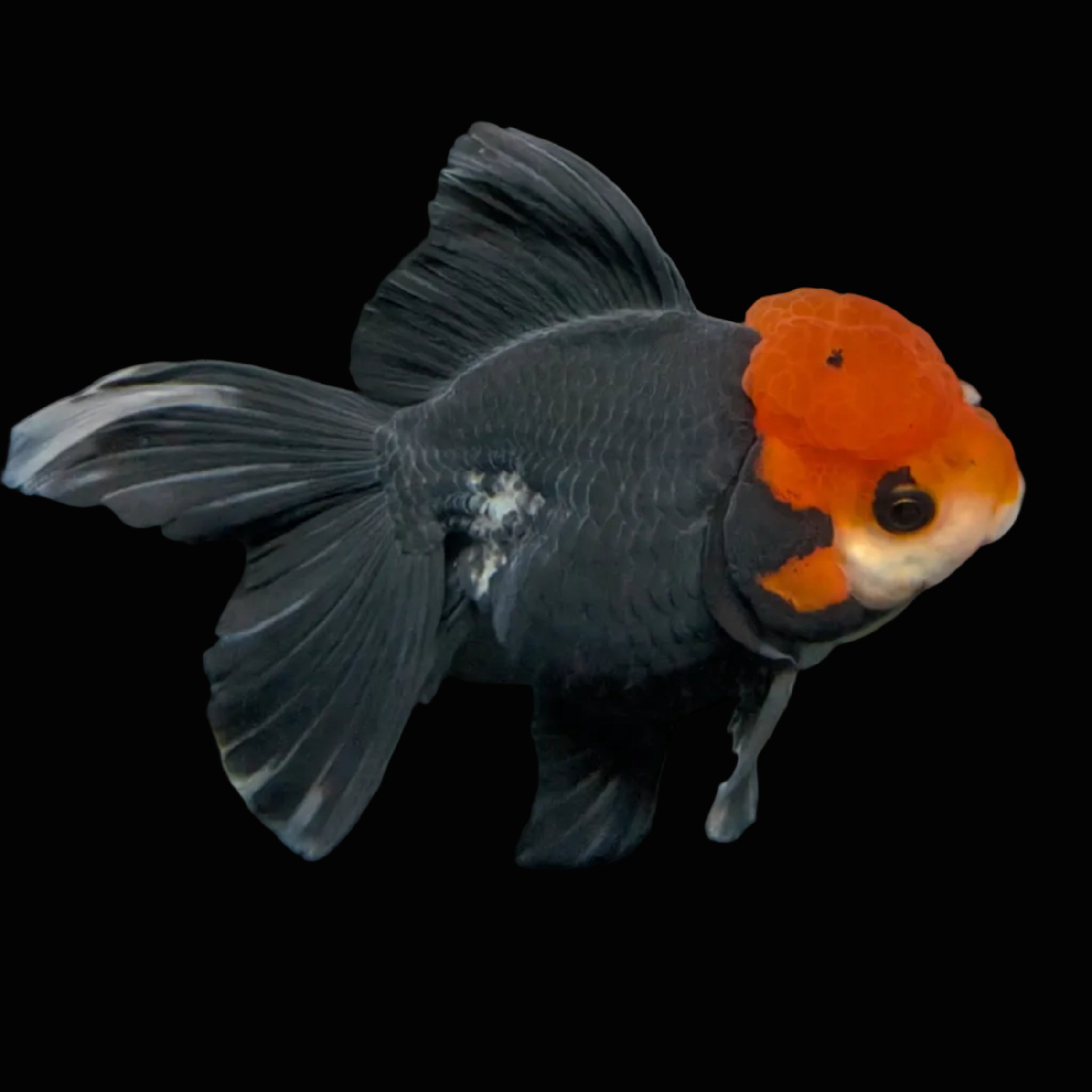 Thai Oranda Tricolor  4.5"-5"  ID#718T5B-004