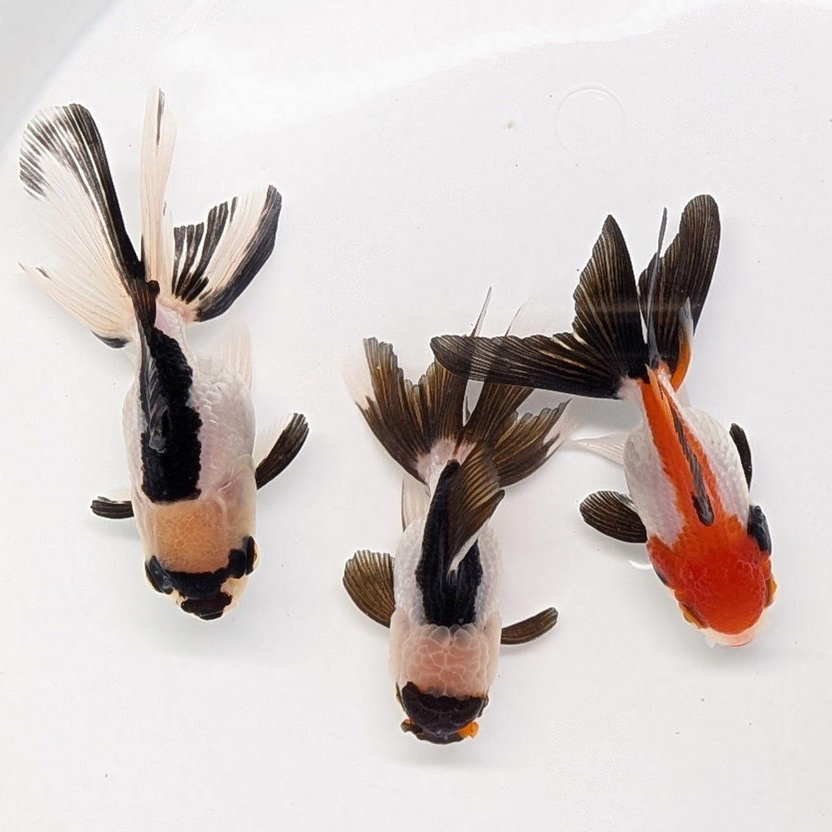 BULK 3PACK  - Thai Oranda Tricolor / Panda Mix 3"-3.5" in. *Assorted Dealers Choice