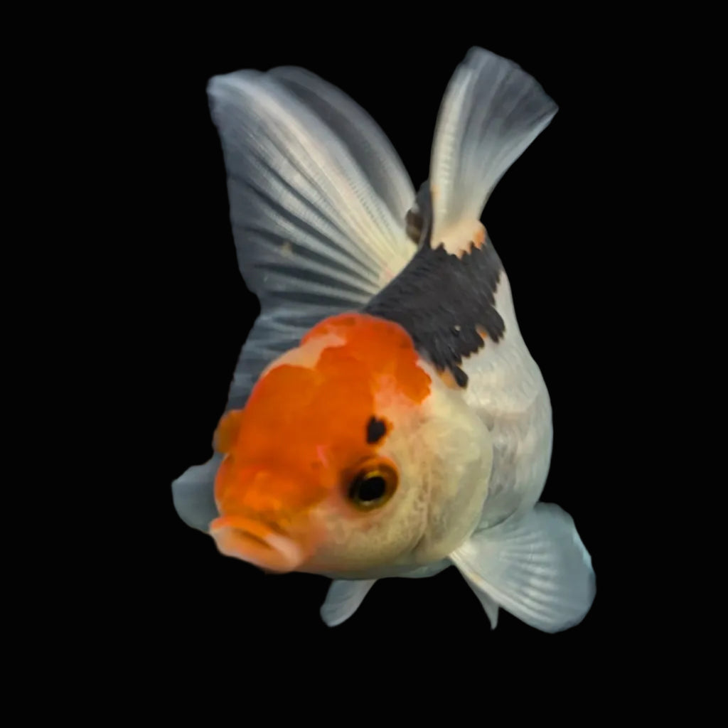 Thai Juvenile Oranda Tricolor 3"-3.5" in.  ID#703T1A-009