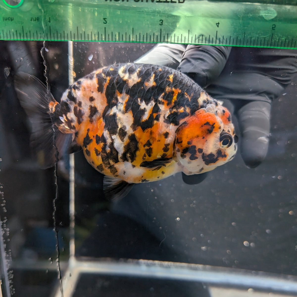 Jumbo Ranchu Calico 4.5"-5" in. ID#1009R8A-053