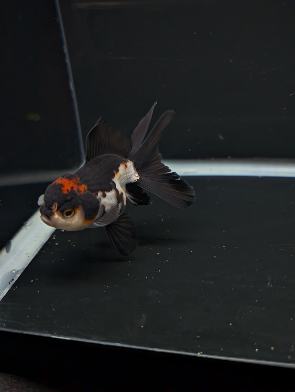 Thai Juvenile Oranda Tricolor 3"-3.5" in.  ID#717T1A-001
