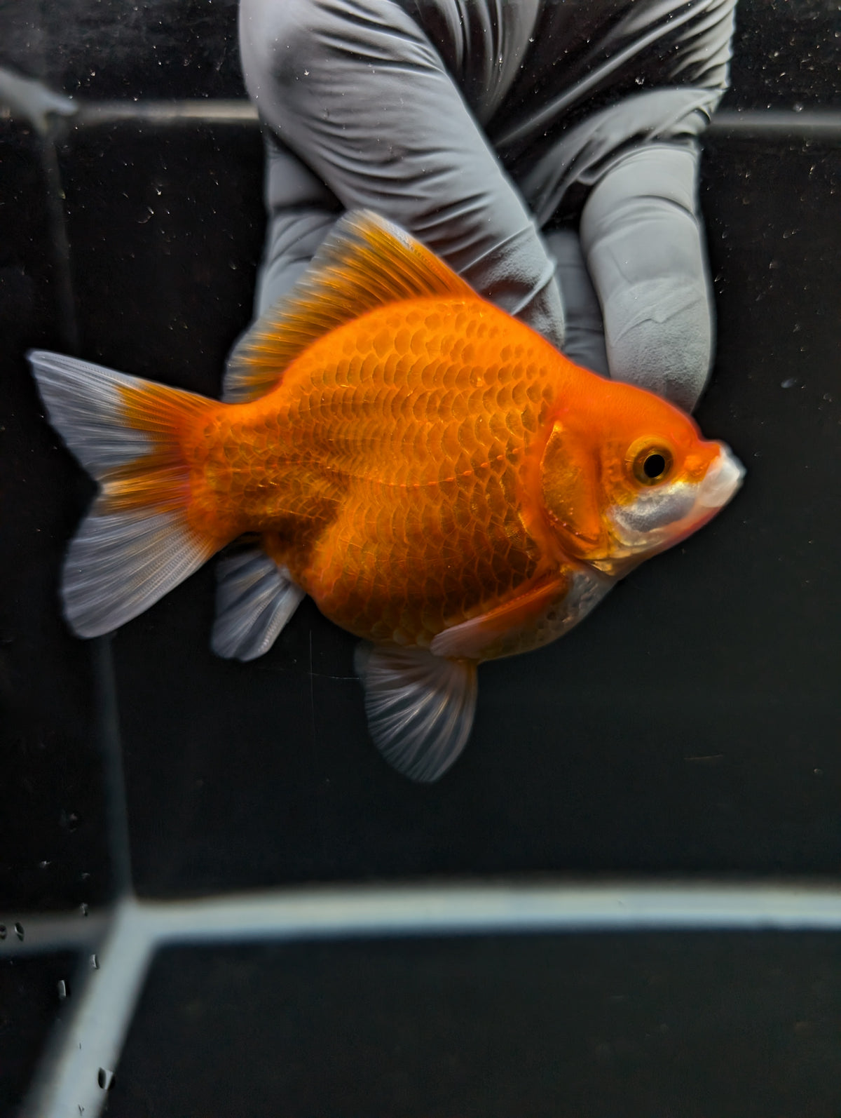 Tamasaba Red White 3"-3.5" in. ID#1009TM1B-004