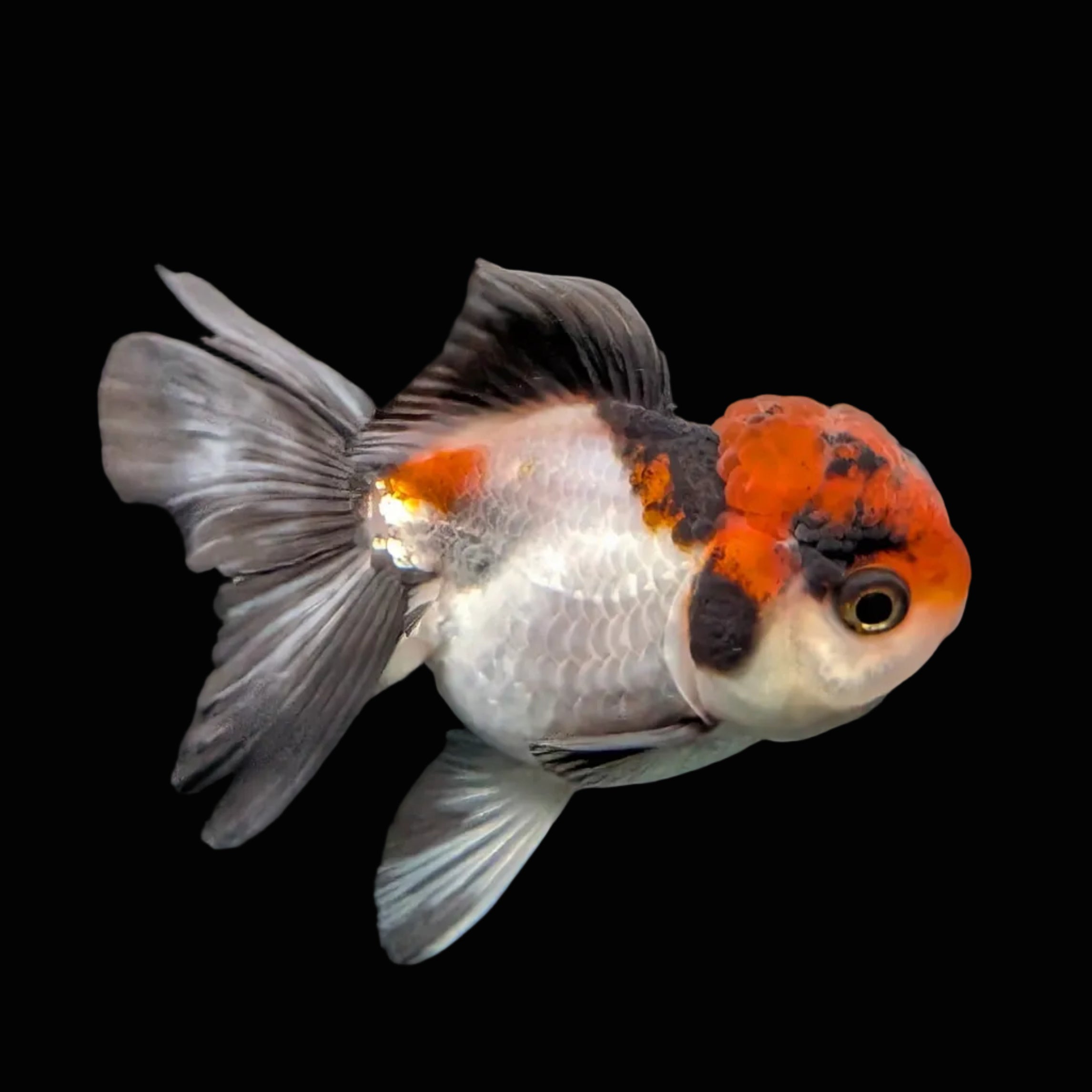 Juvenile Oranda Tricolor 3.5"-4" in.  ID#424T1A-009
