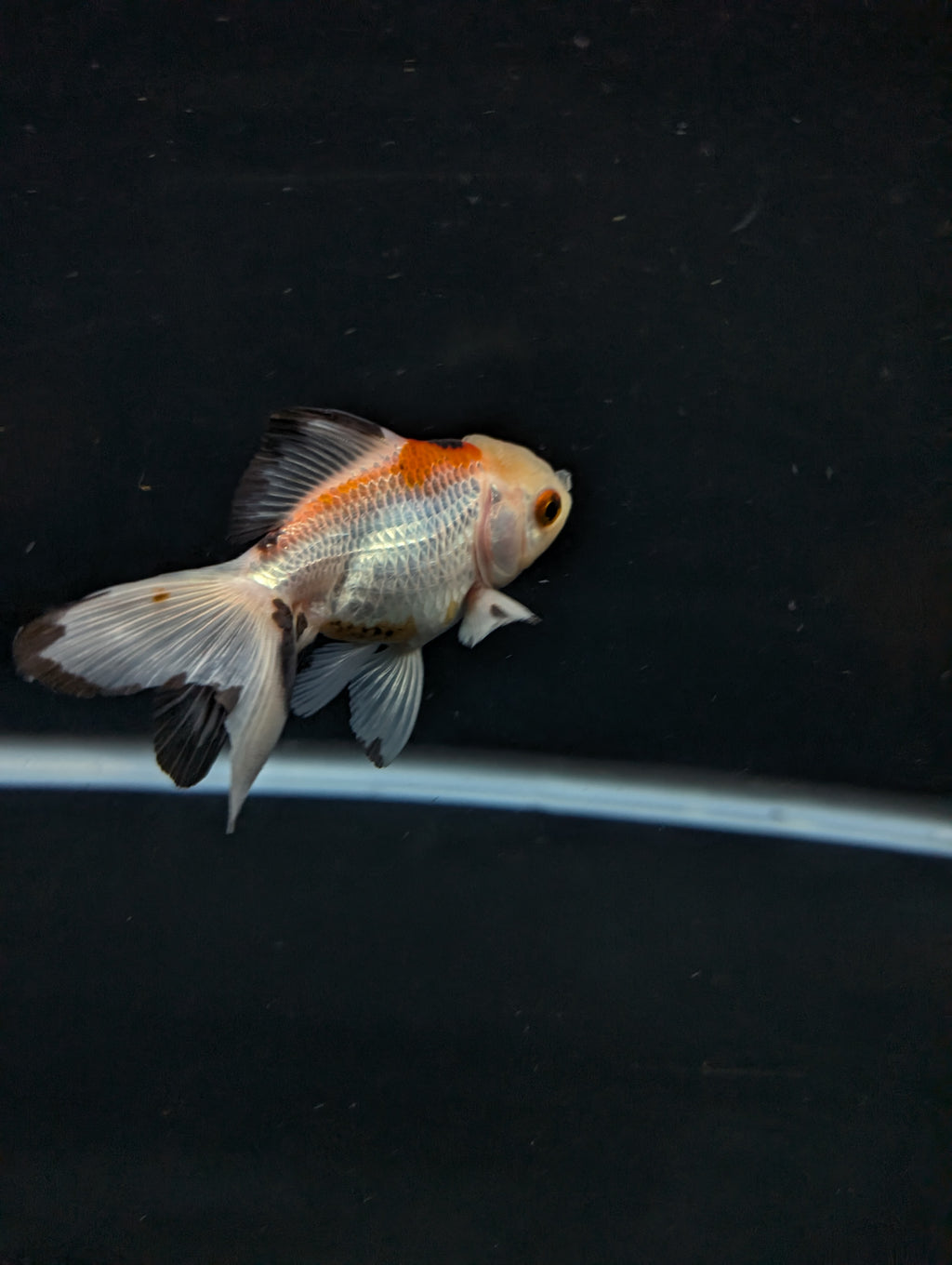 Juvenile Oranda  Tricolor 3"-3.5"in.  ID#619T1A-015