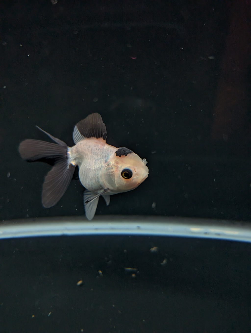 Juvenile Oranda Panda  3.5"-4" in.  ID#501T2A-013