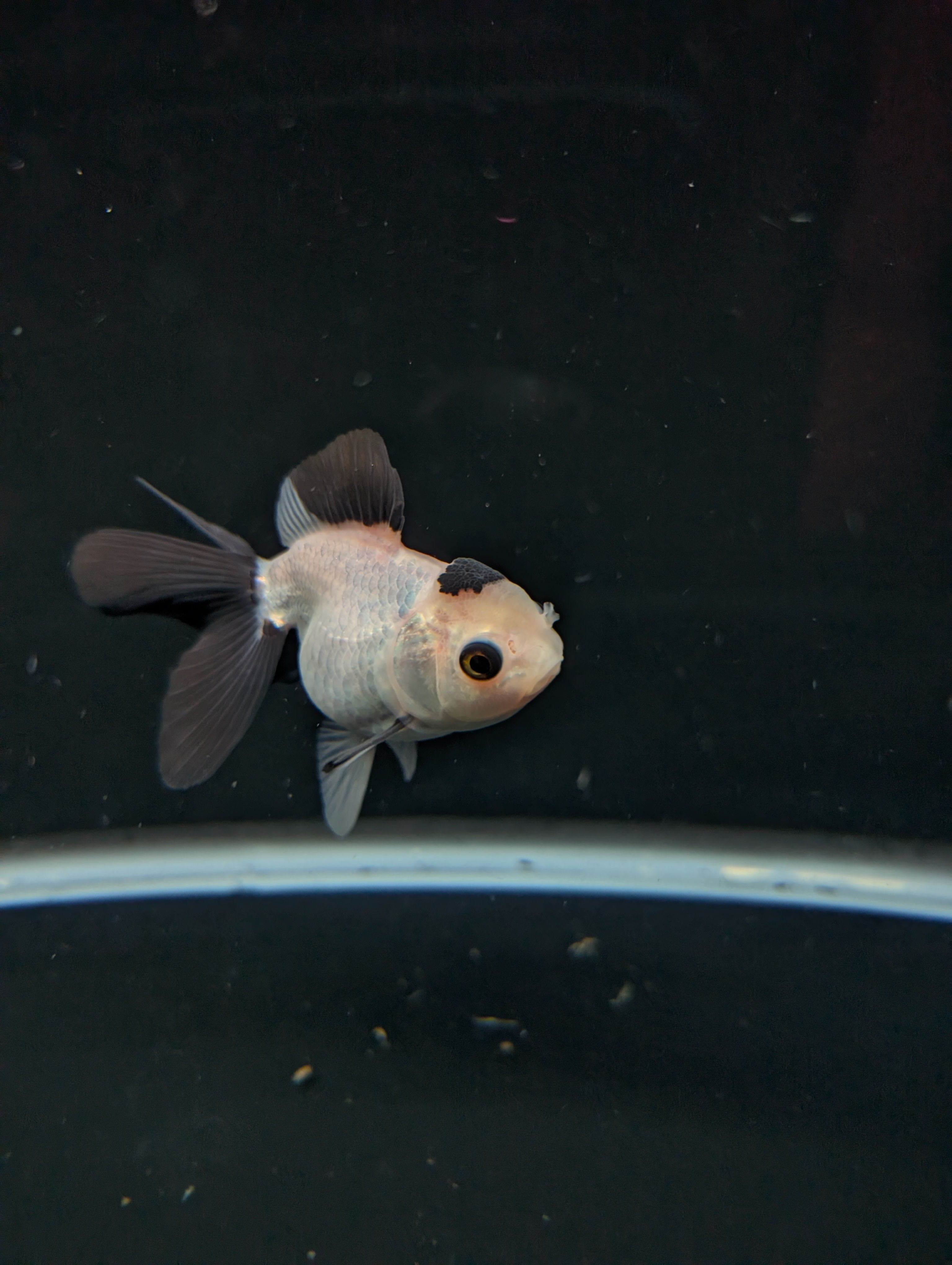 Juvenile Oranda Panda  3.5"-4" in.  ID#501T2A-013