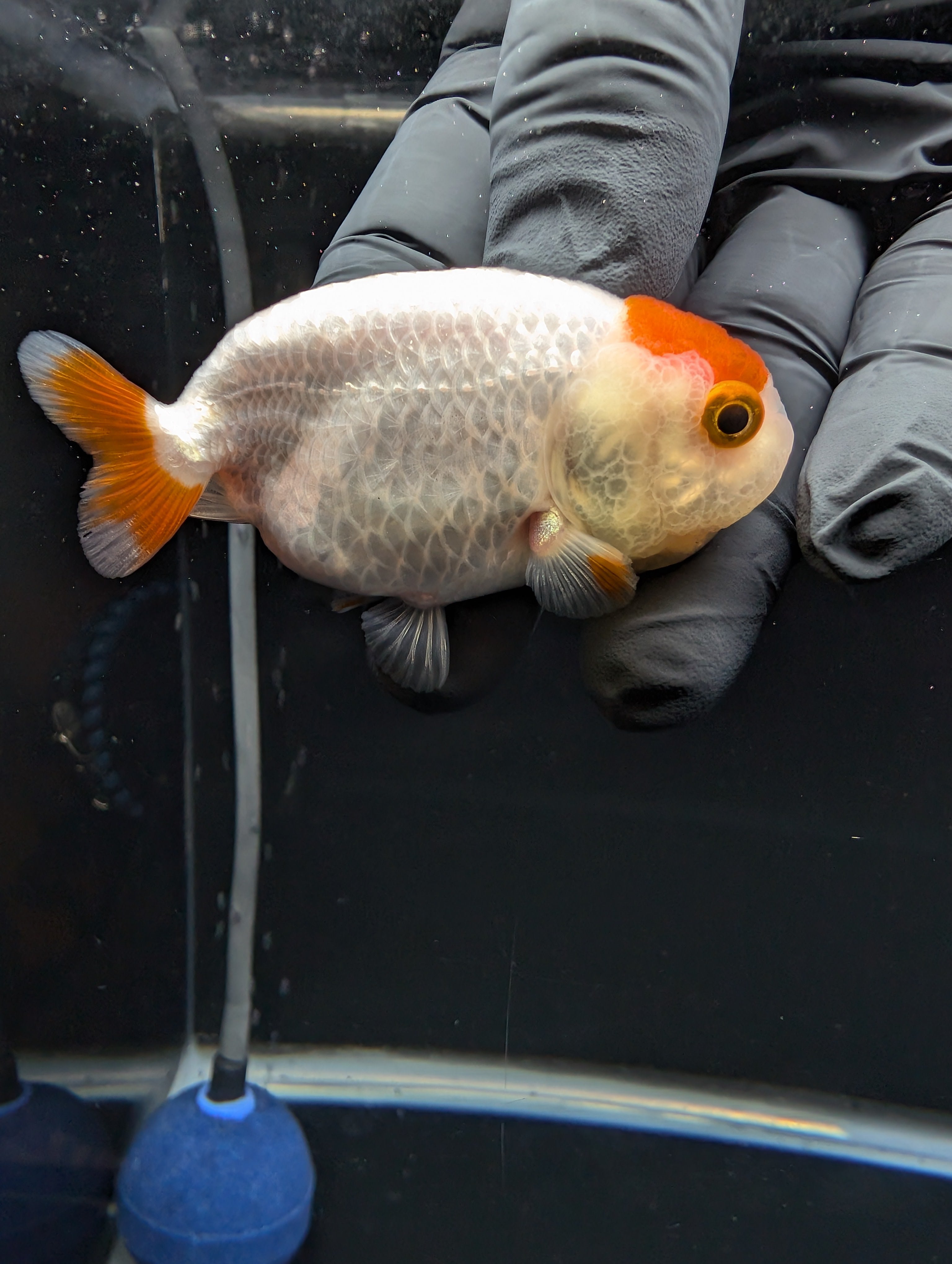 Baby Ranchu Red White 2.5"-3" in. ID#529R4A-056