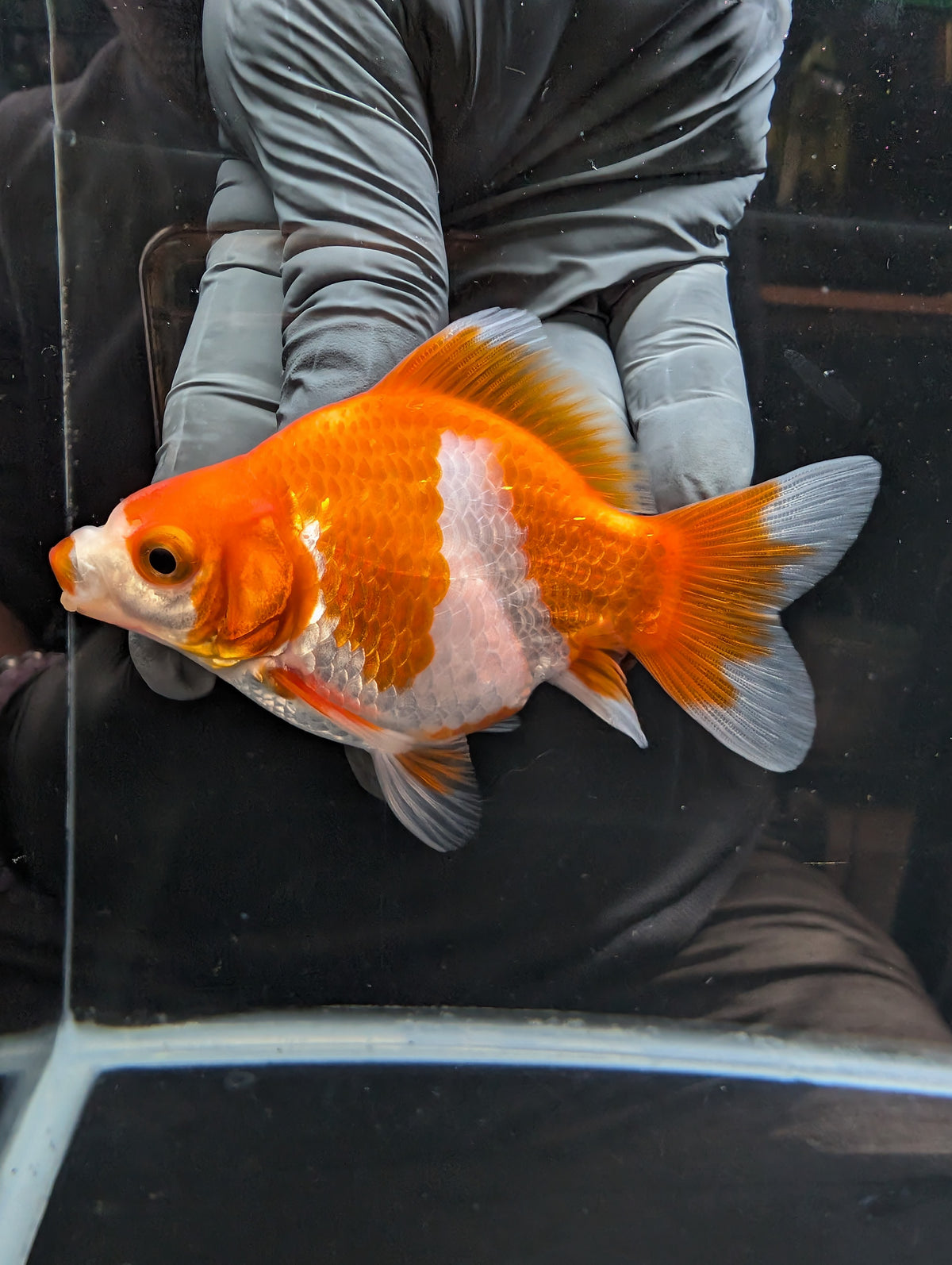 Tamasaba Kuchibeni Red White 3.5"in. ID#1023TM1B-026