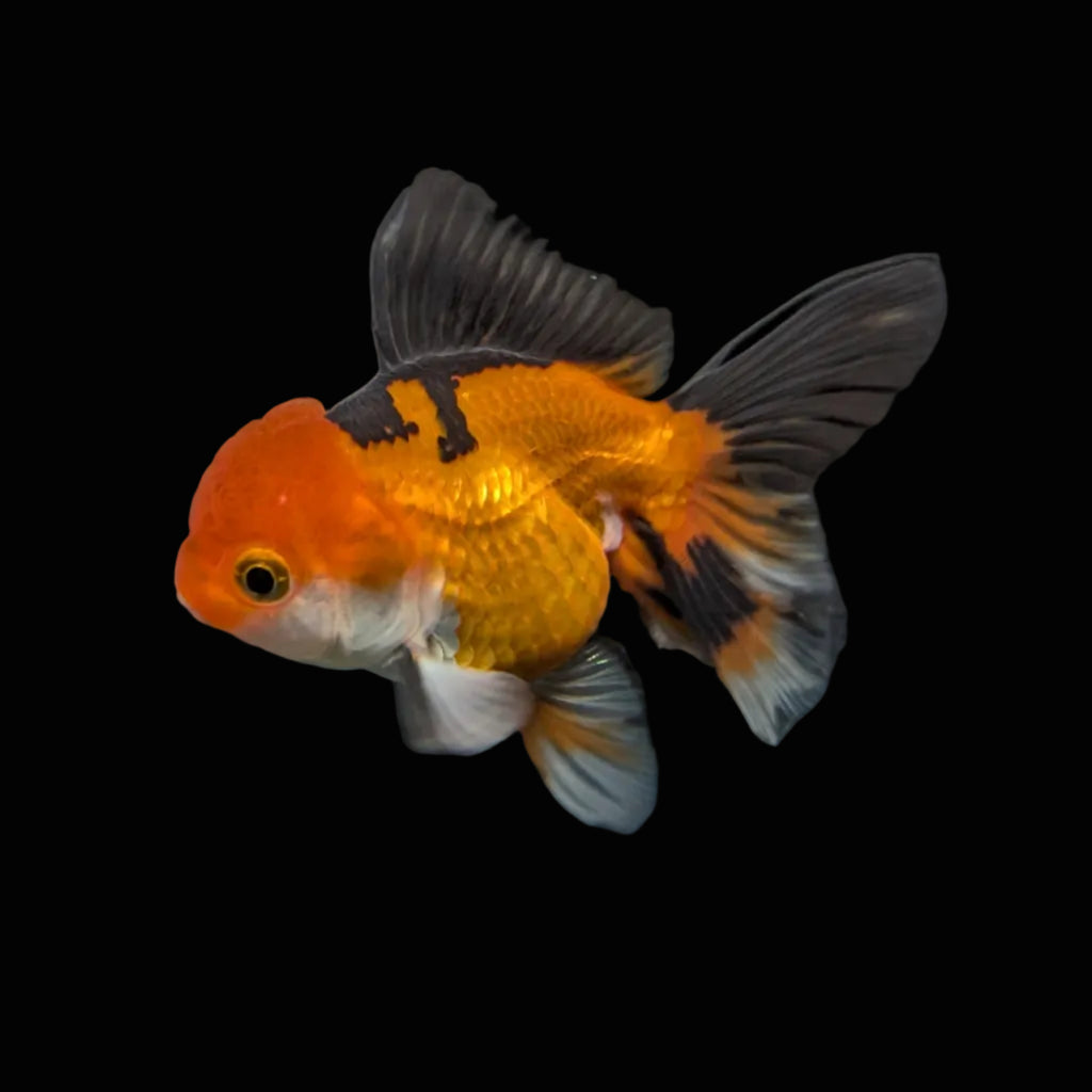 Juvenile Oranda Tricolor 3.5"-4" in.  ID#417T7A-003