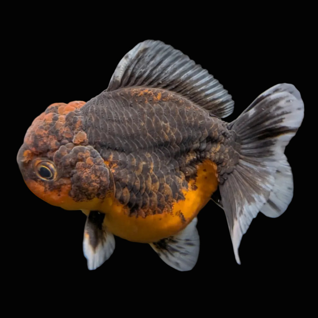 Thai Oranda Shogun Calico 3.5"-4" in. ID#626SG7A-002