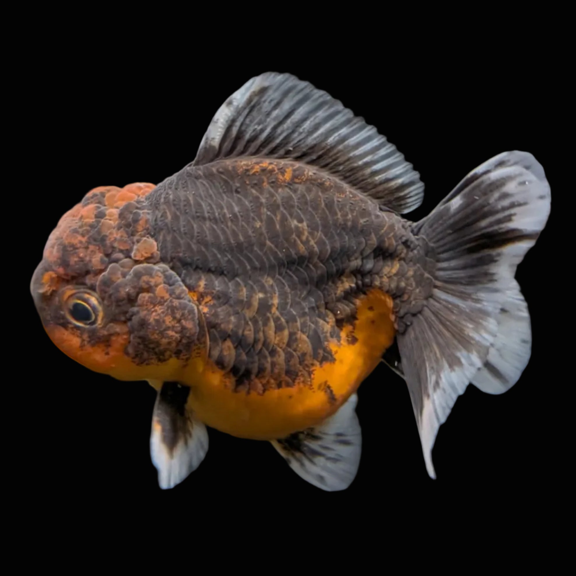 Thai Oranda Shogun Calico 3.5"-4" in. ID#626SG7A-002