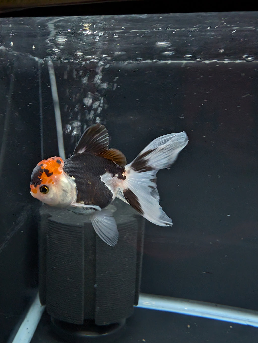 Juvenile Oranda Tricolor 3.5"-4" in.  ID#501T2A-002