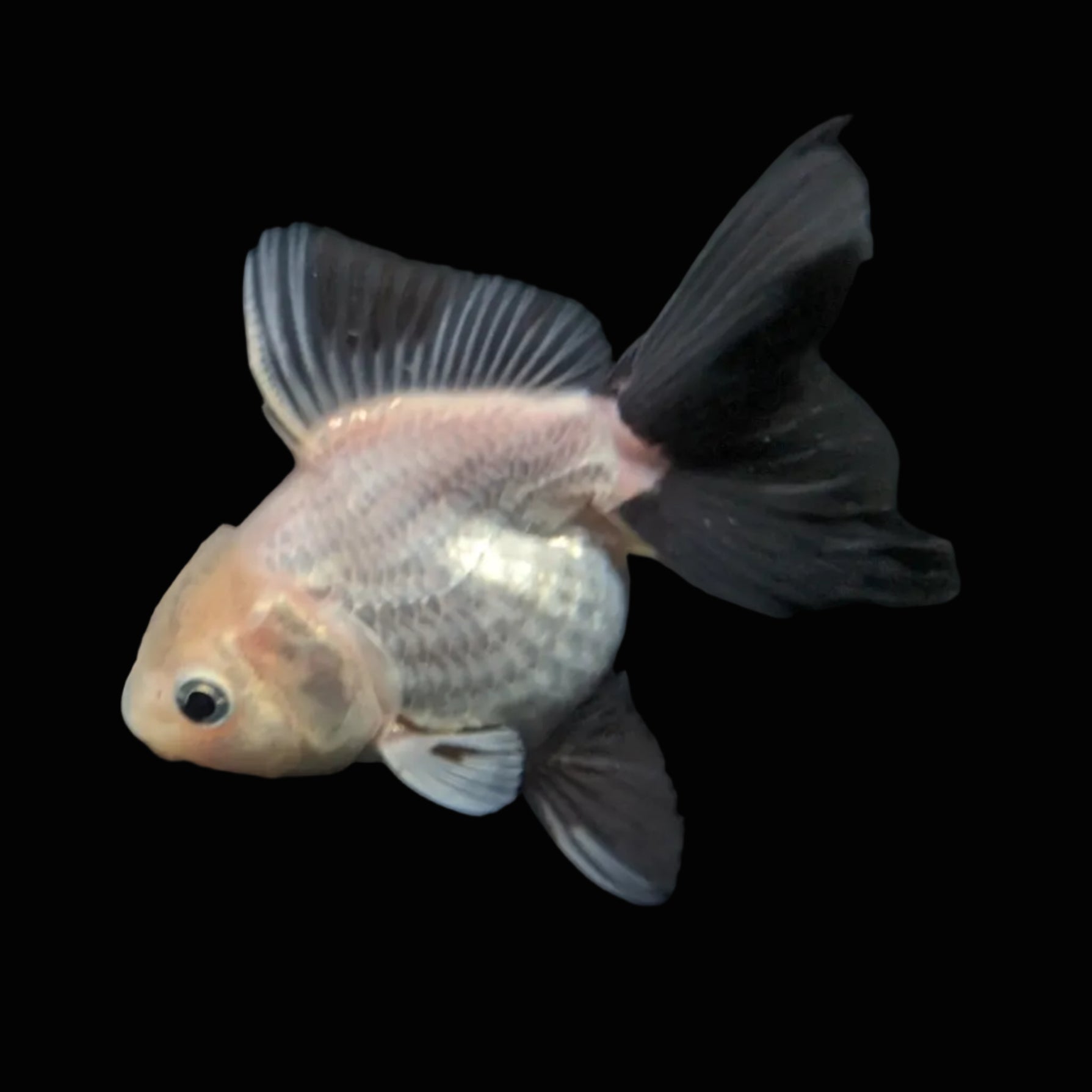 Juvenile Oranda Panda 3.5"-4" in.  ID#424T1A-005