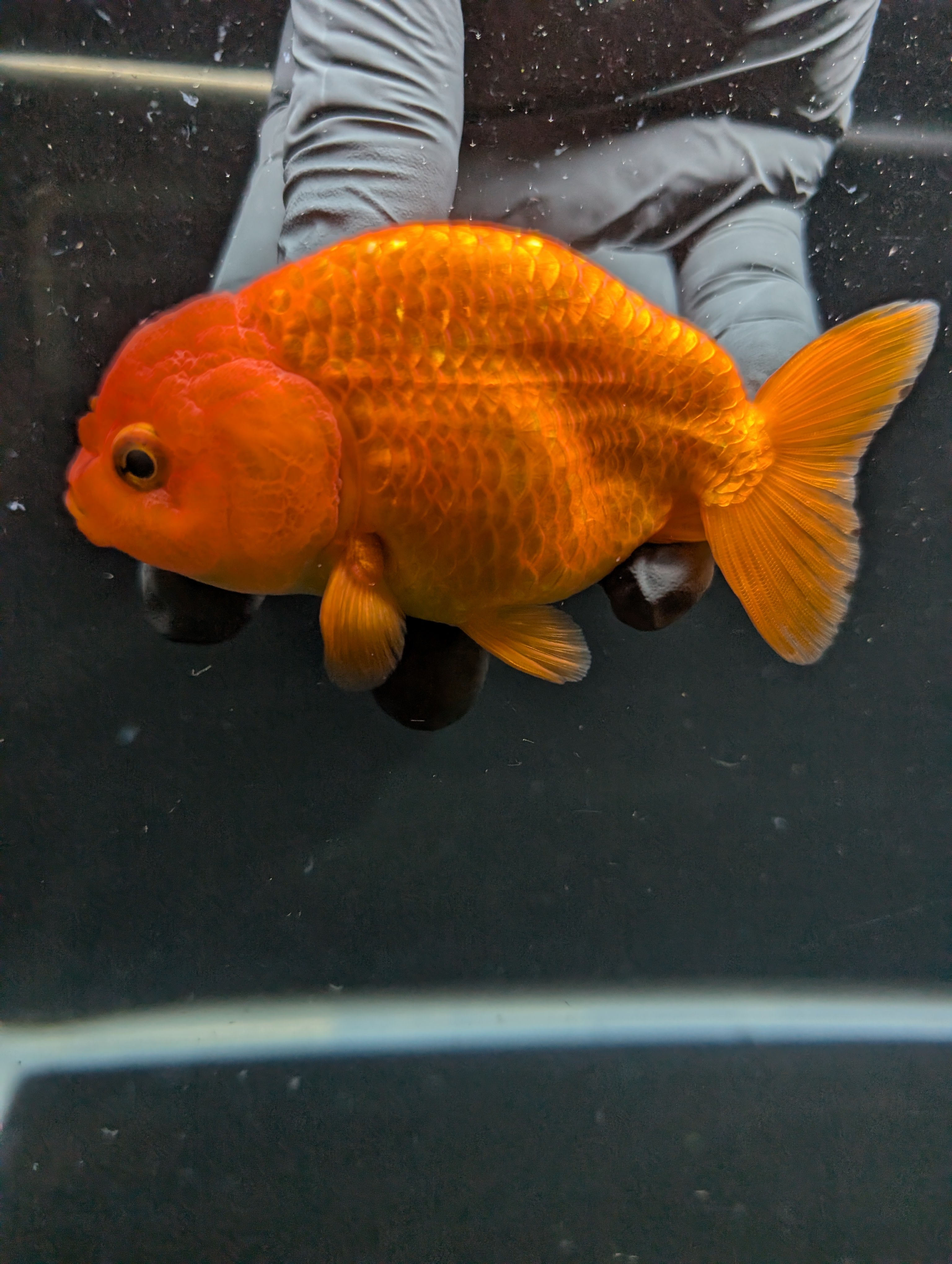 Ranchu Red White 4"in. ID#828R4A-026