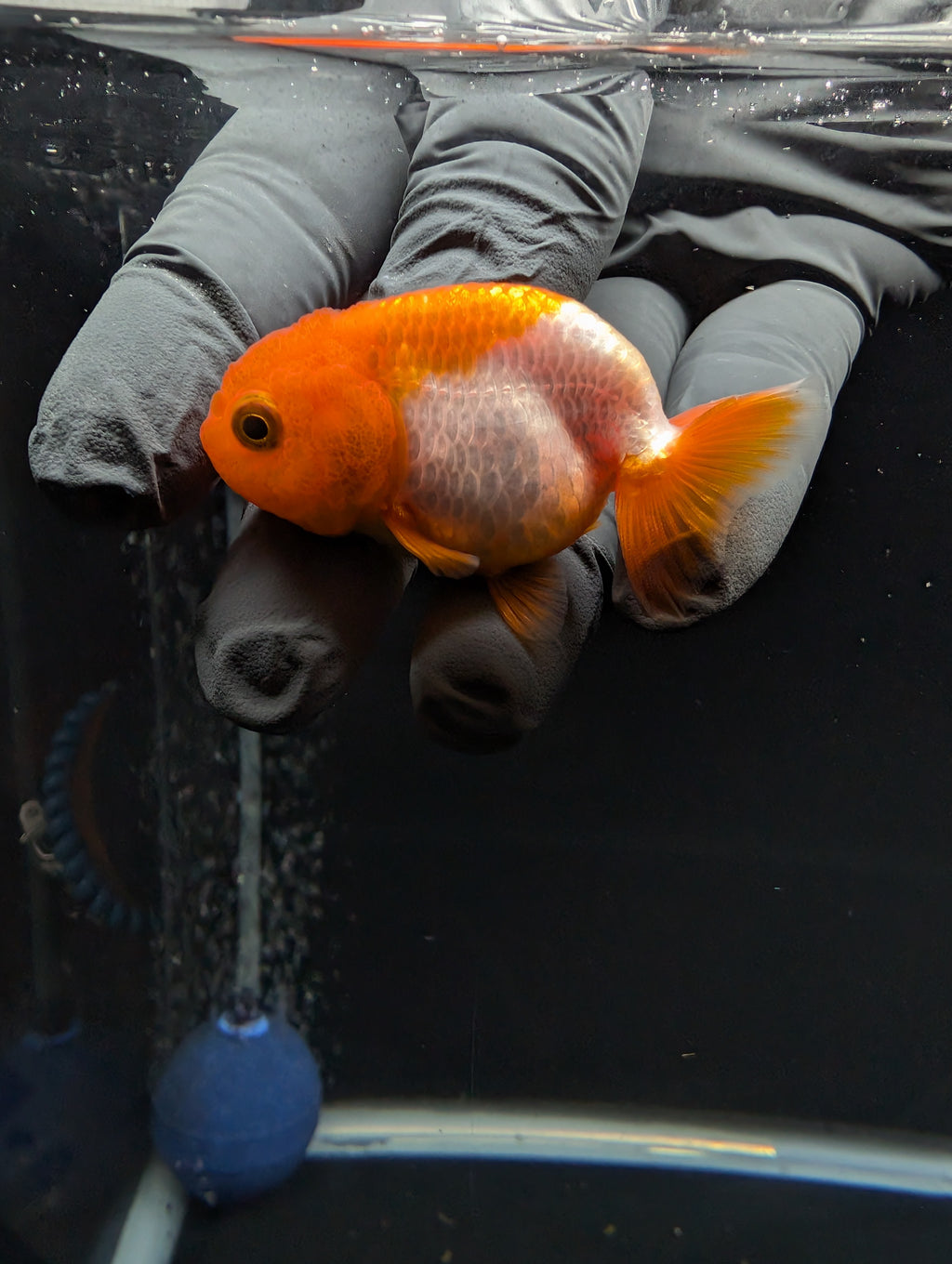 Baby Ranchu Red White 2.5"-3" in. ID#612R4A-082
