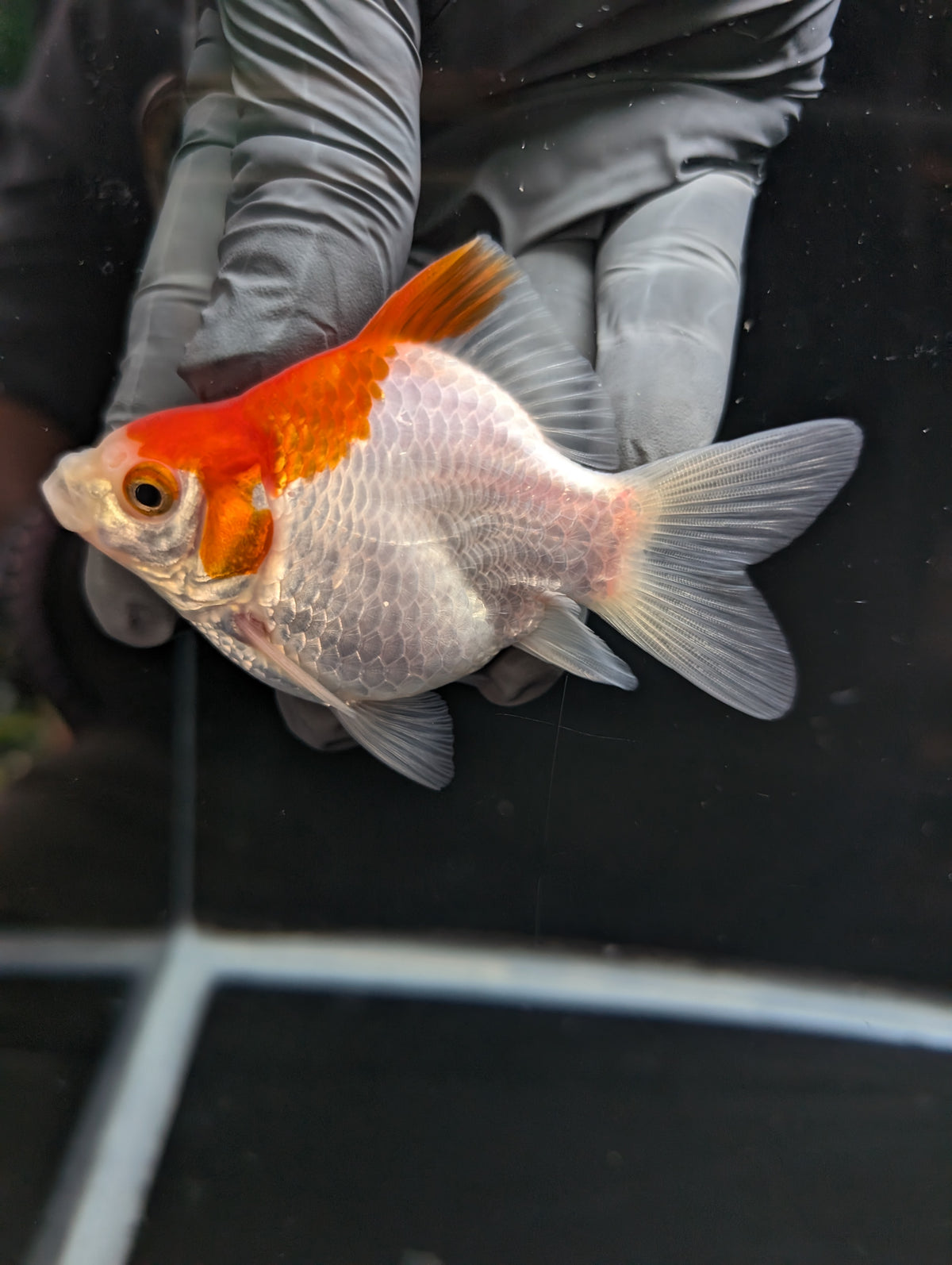 Tamasaba Red White 3.5"in. ID#1023TM1B-032