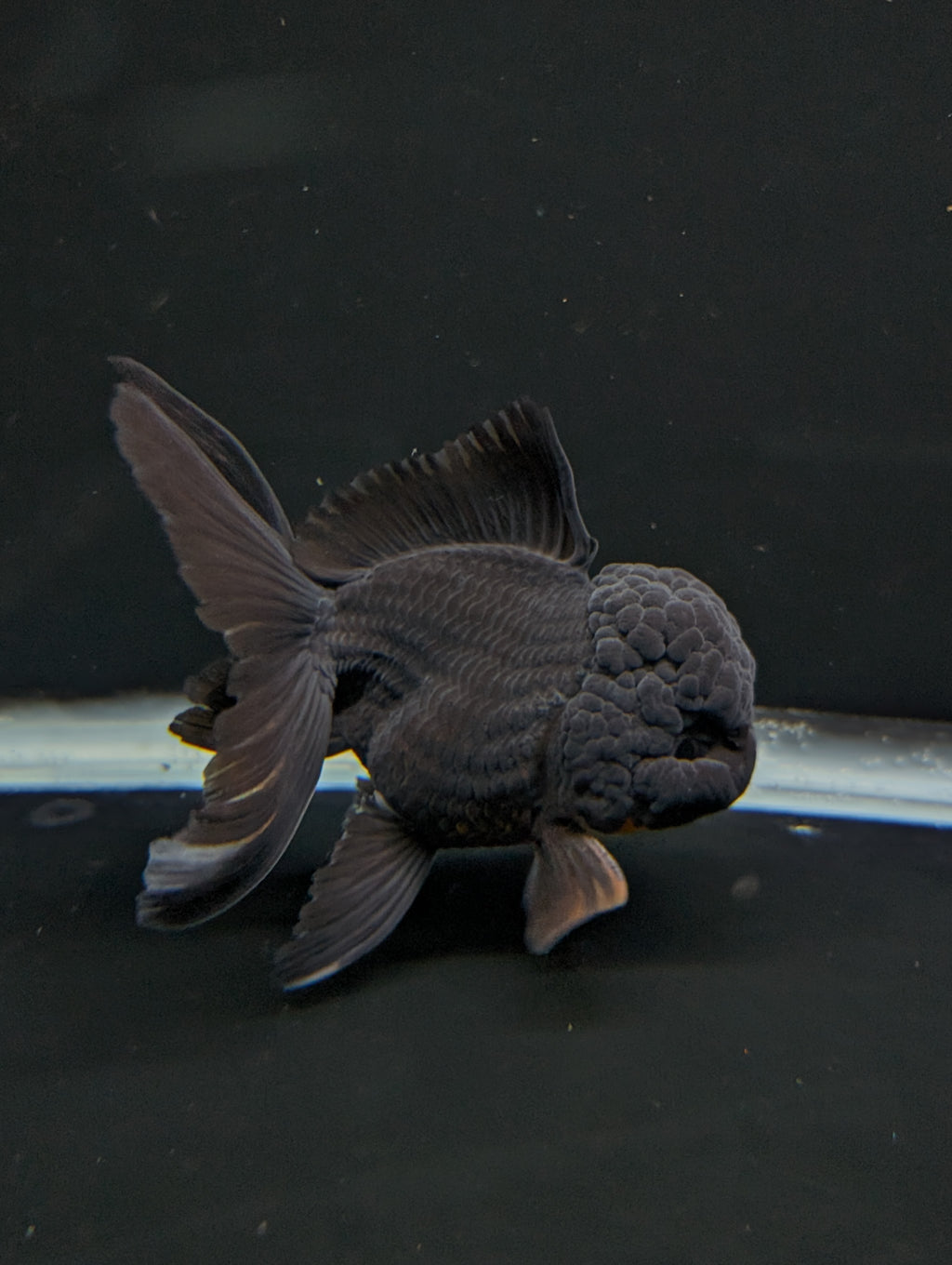 Thai Oranda Godzilla Black 3.5"-4"in.  ID#1023T1A-028