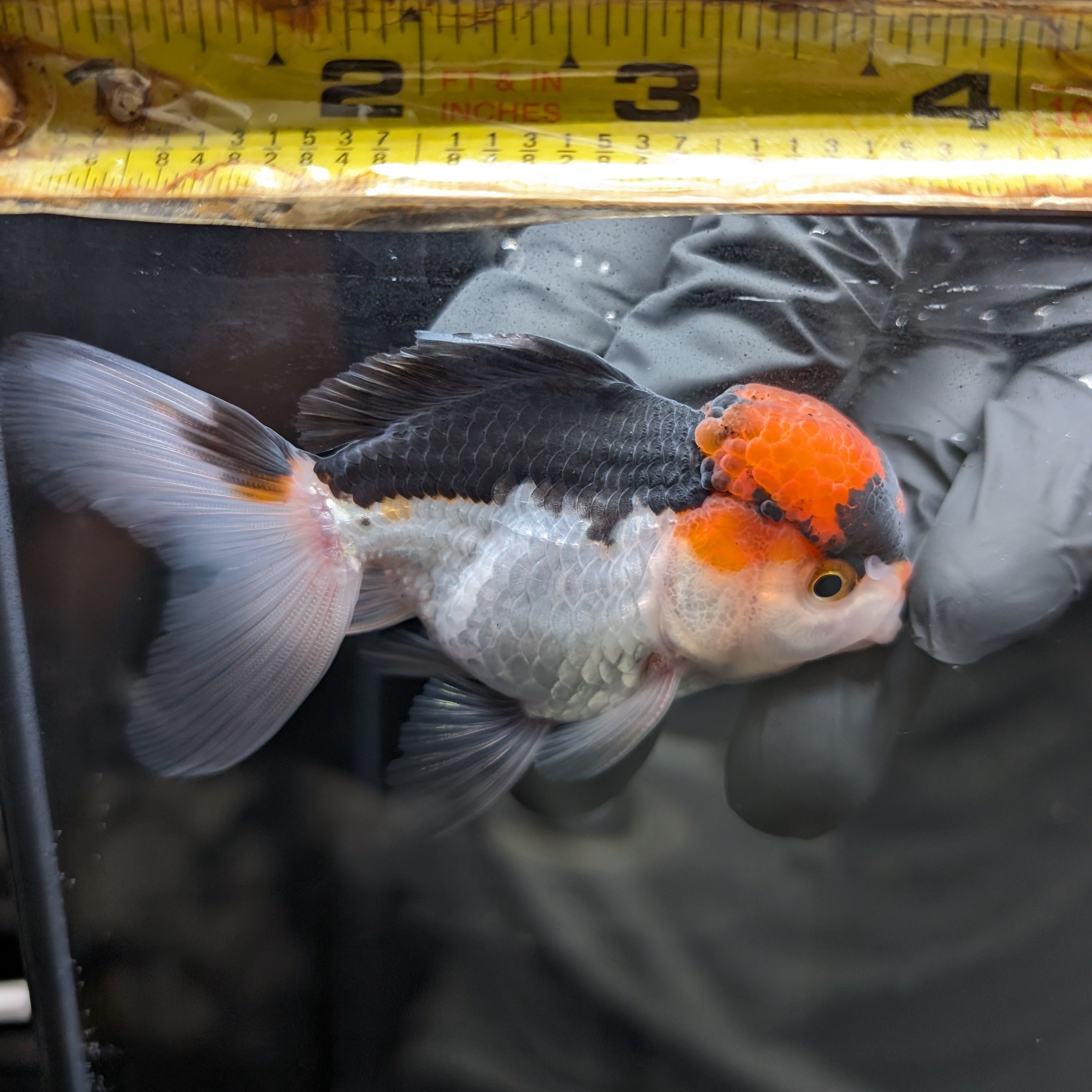 Juvenile Oranda Tricolor 3.5"-4" in.  ID#424T1A-006