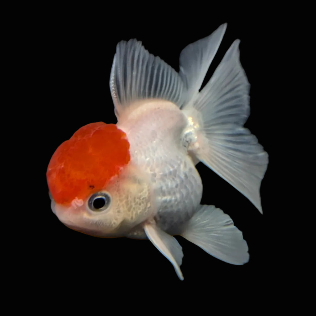 Juvenile Oranda Tricolor 3.5"-4" in.  ID#424T1A-010