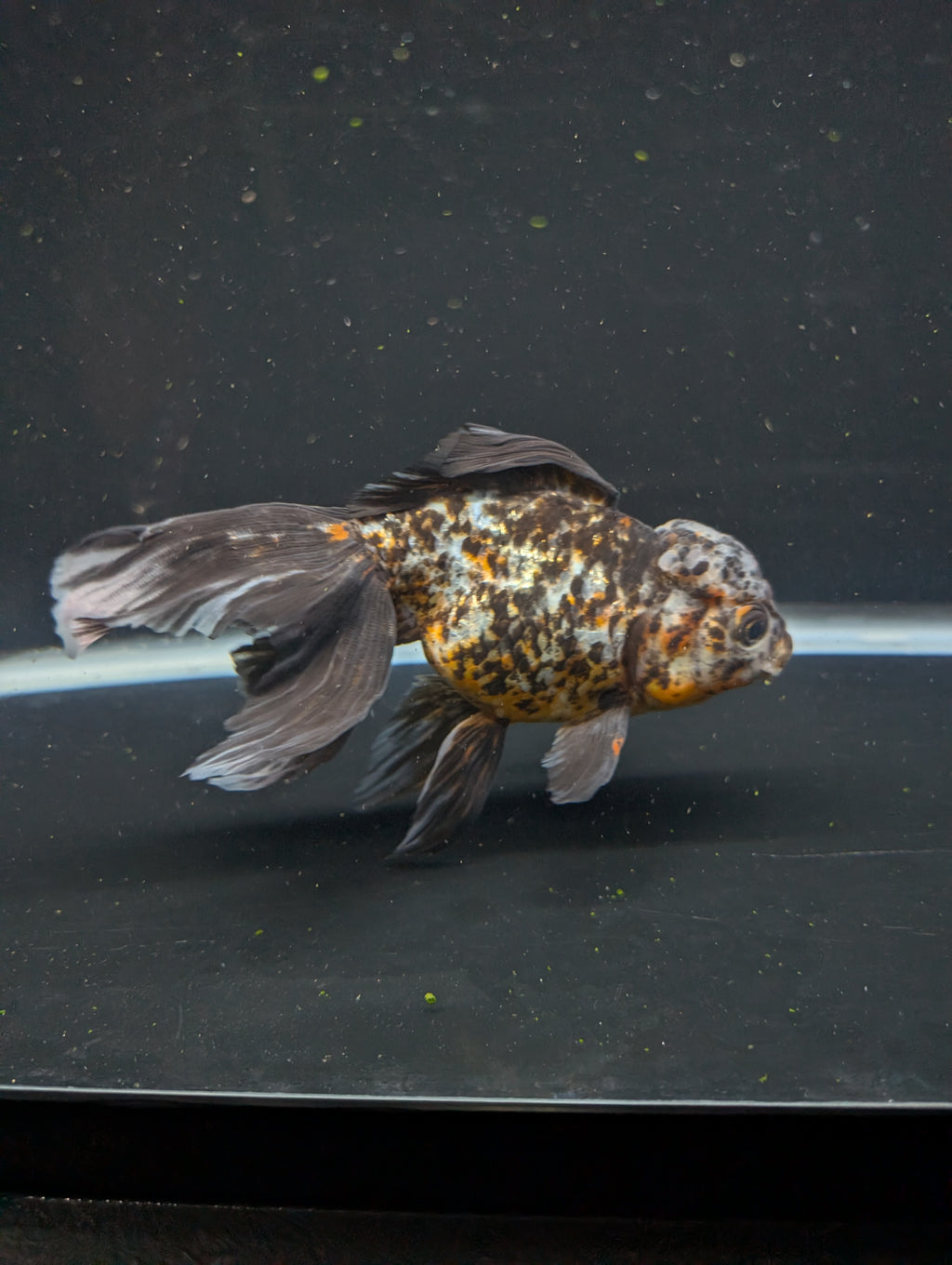 Calico Oranda 5.5"- 6"in. ID#821LB2A-64