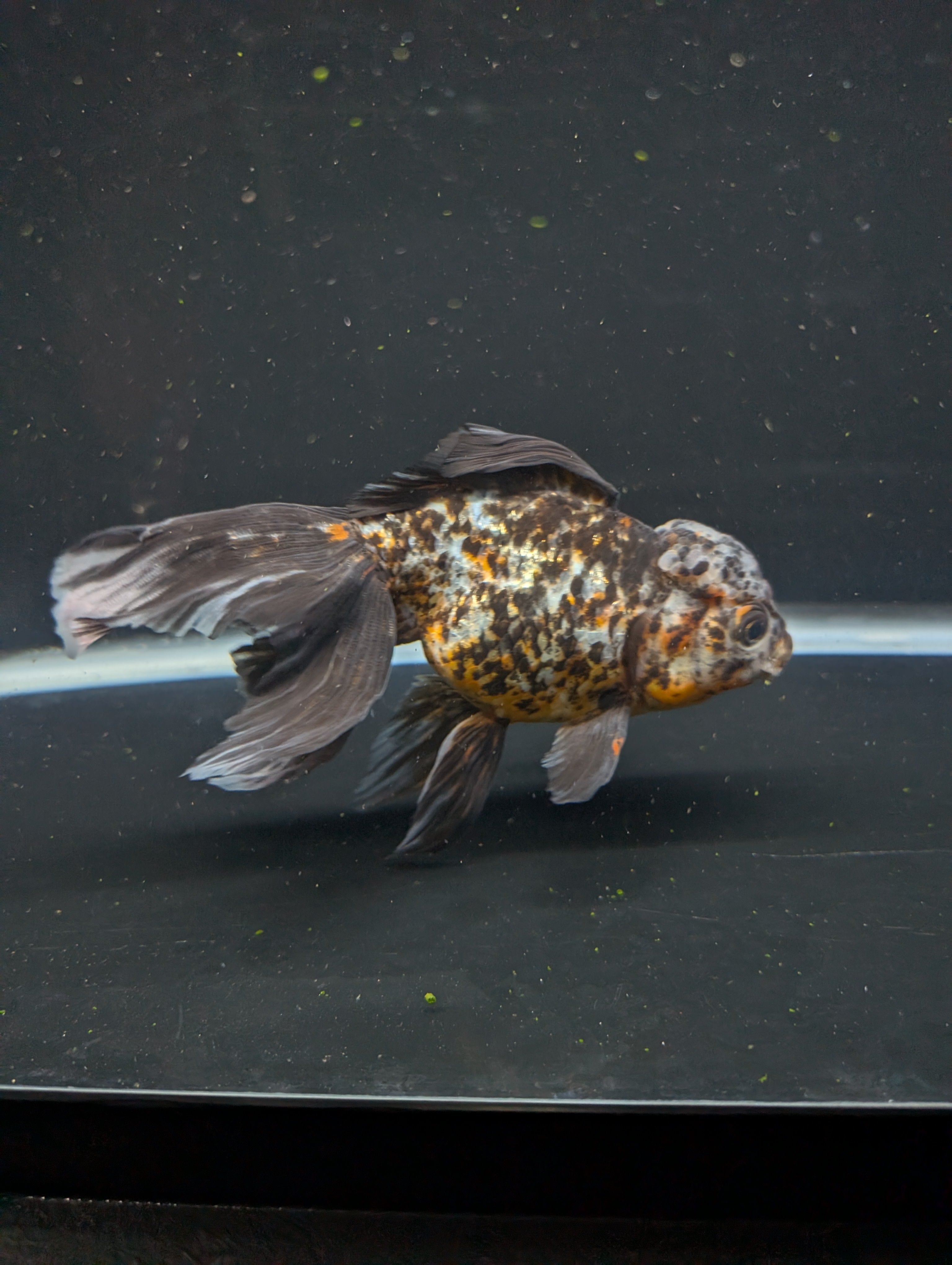 Calico Oranda 5.5"- 6"in. ID#821LB2A-64