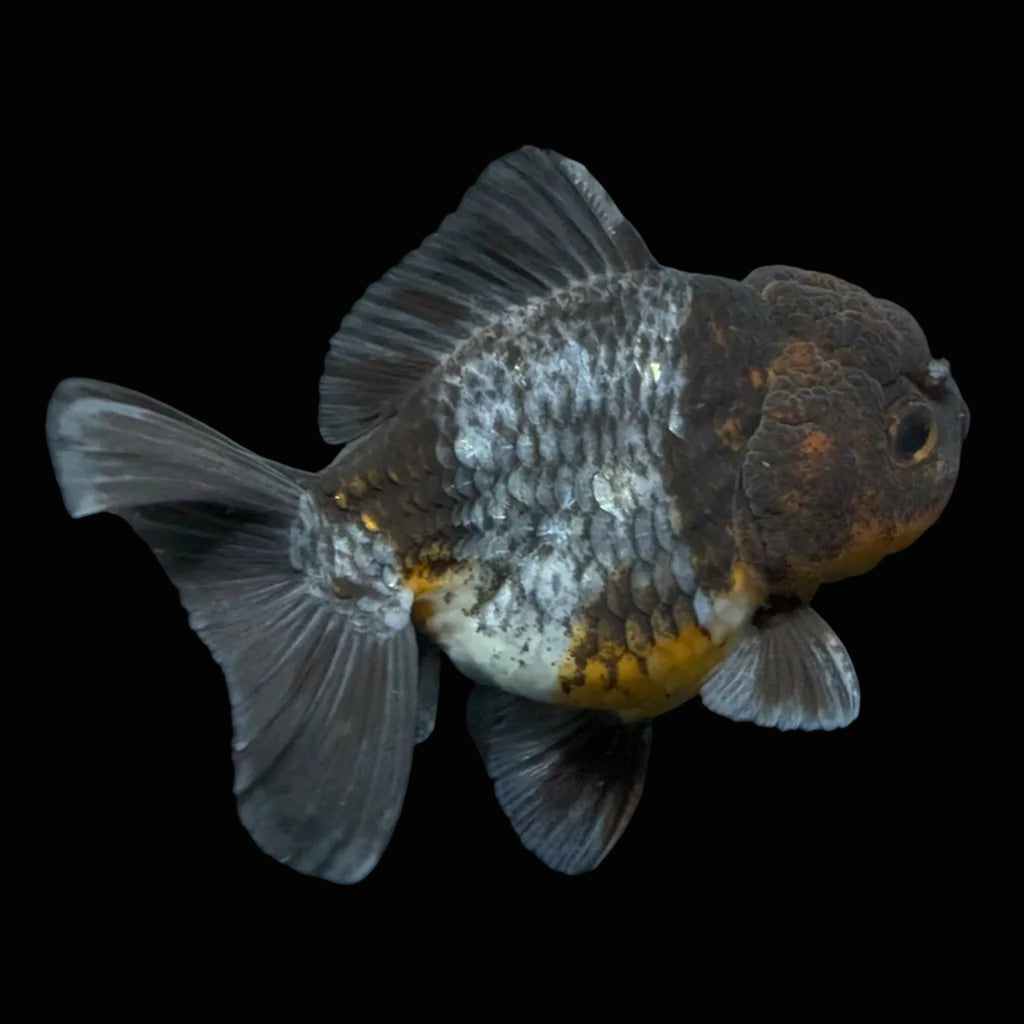 Thai Oranda Shogun Kirin Calico 4" in. ID#626SG7A-001