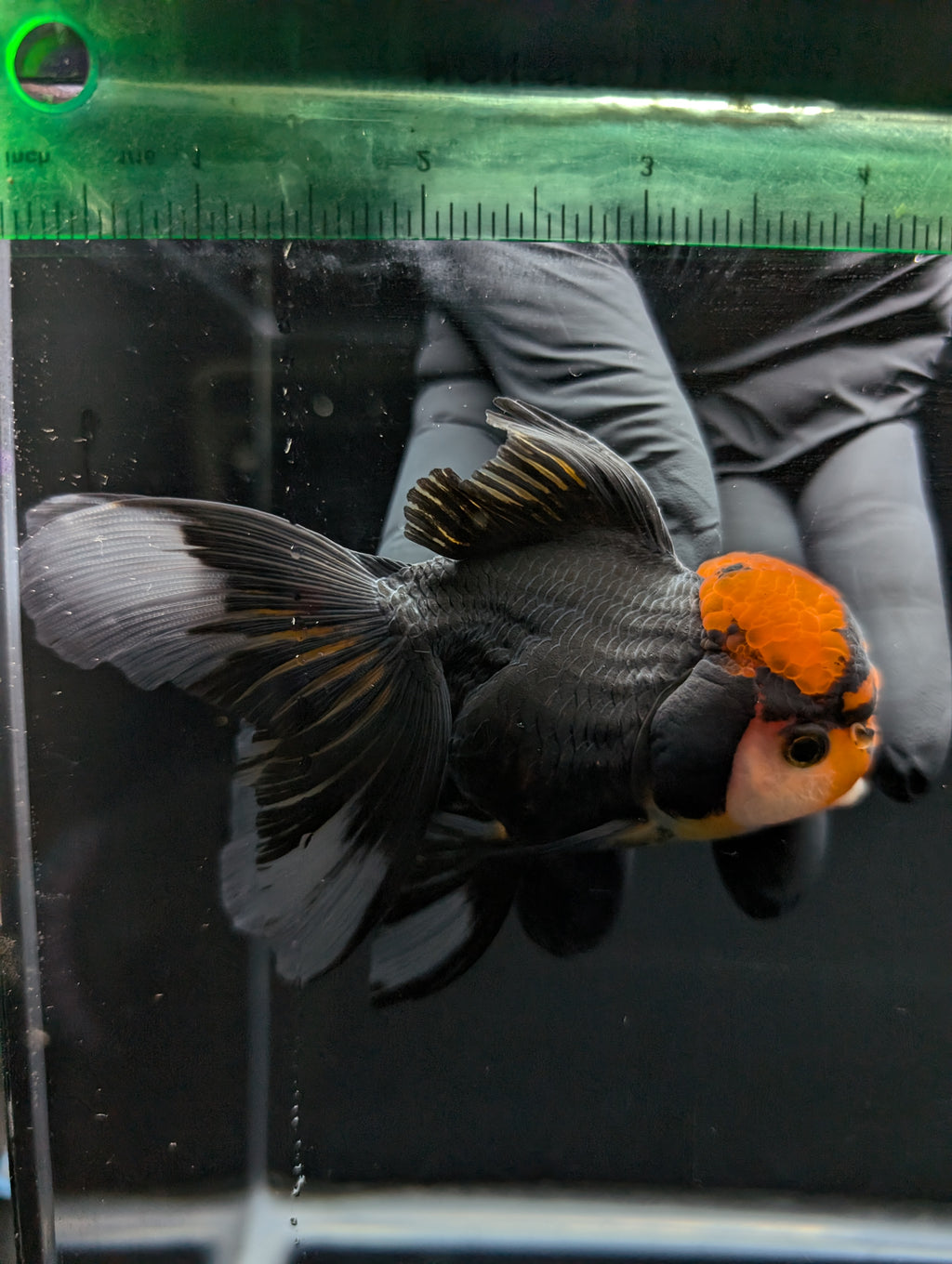 Thai Oranda Tricolor 4"-4.5"in.  ID#1023T1A-021