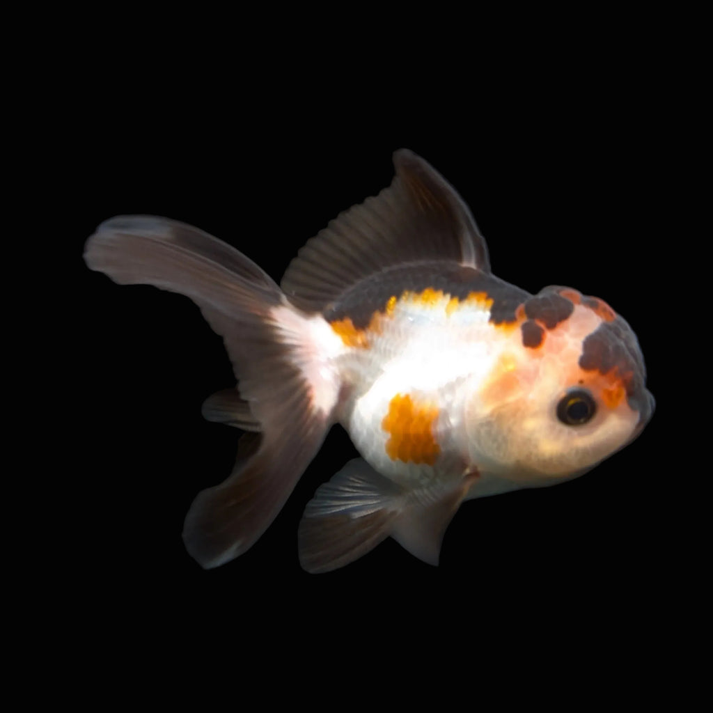 Thai Juvenile Oranda Tricolor 3.5"-4"in.  ID#731T1A-051